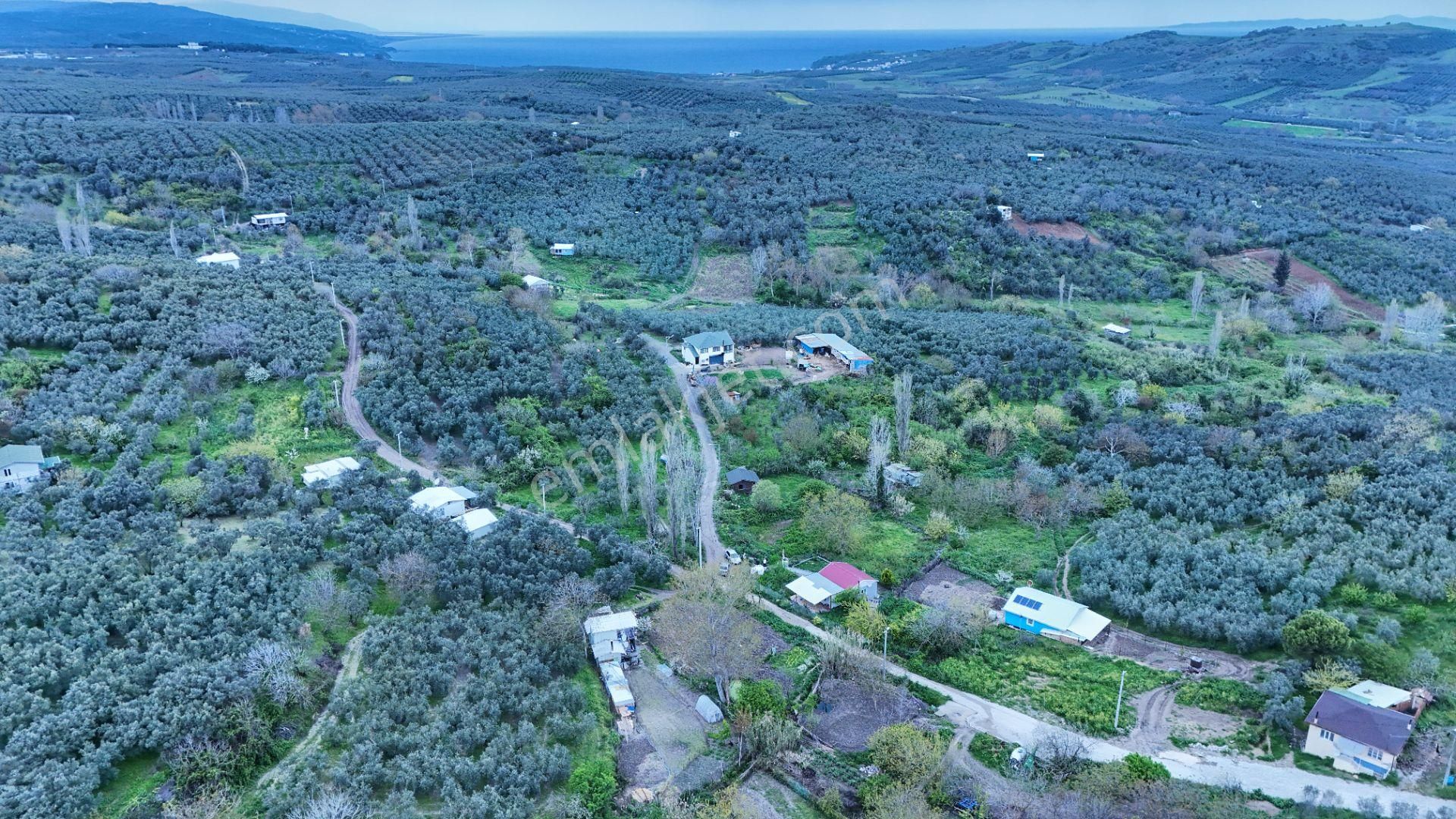 Esen'den Mudanya/yalıçiftlik'te Satılık Resmi Yola Cephe - Görsel 4