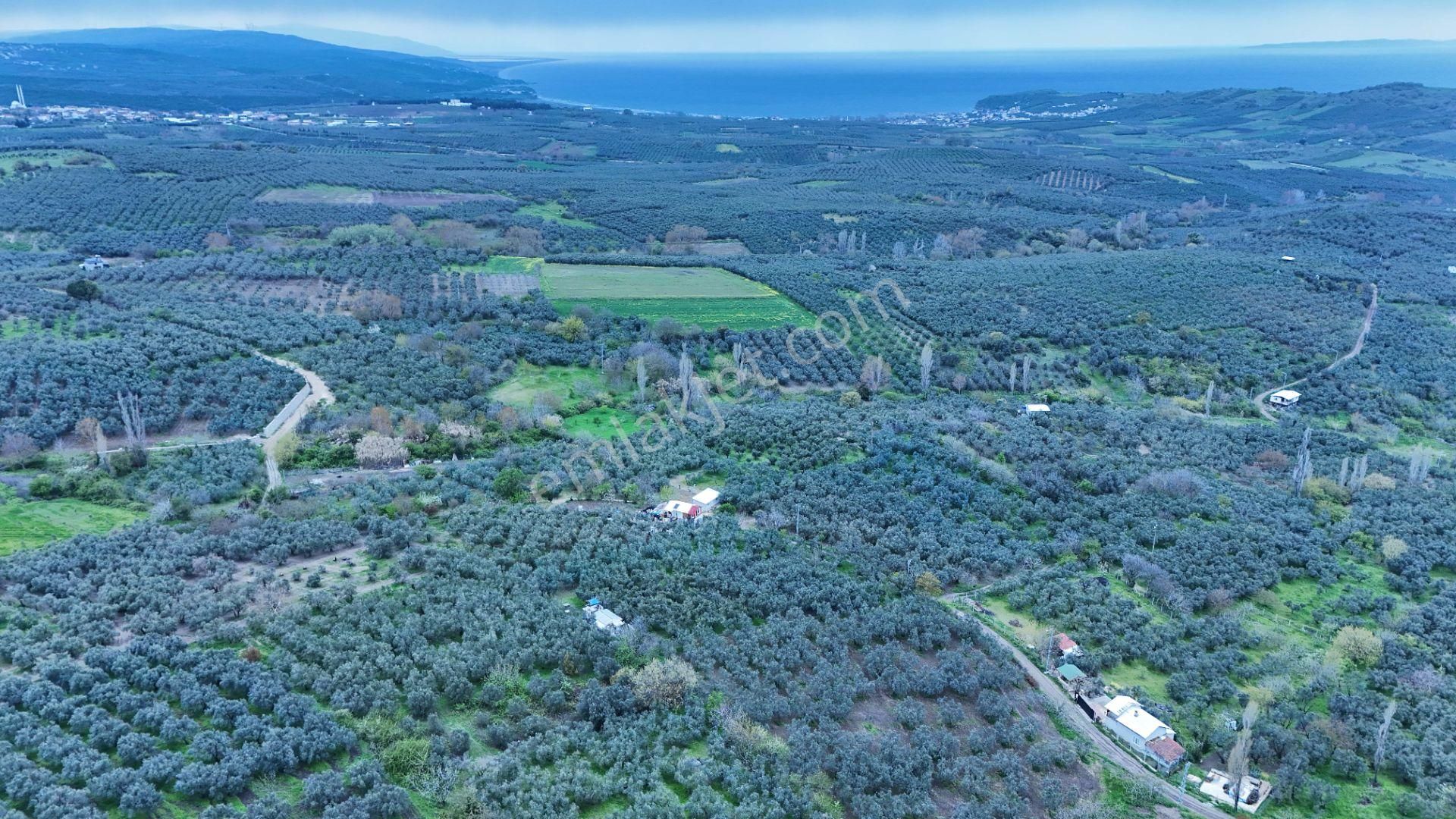 Esen'den Mudanya/yalıçiftlik Resmi Yola Cephe Satılık Zeytinlik