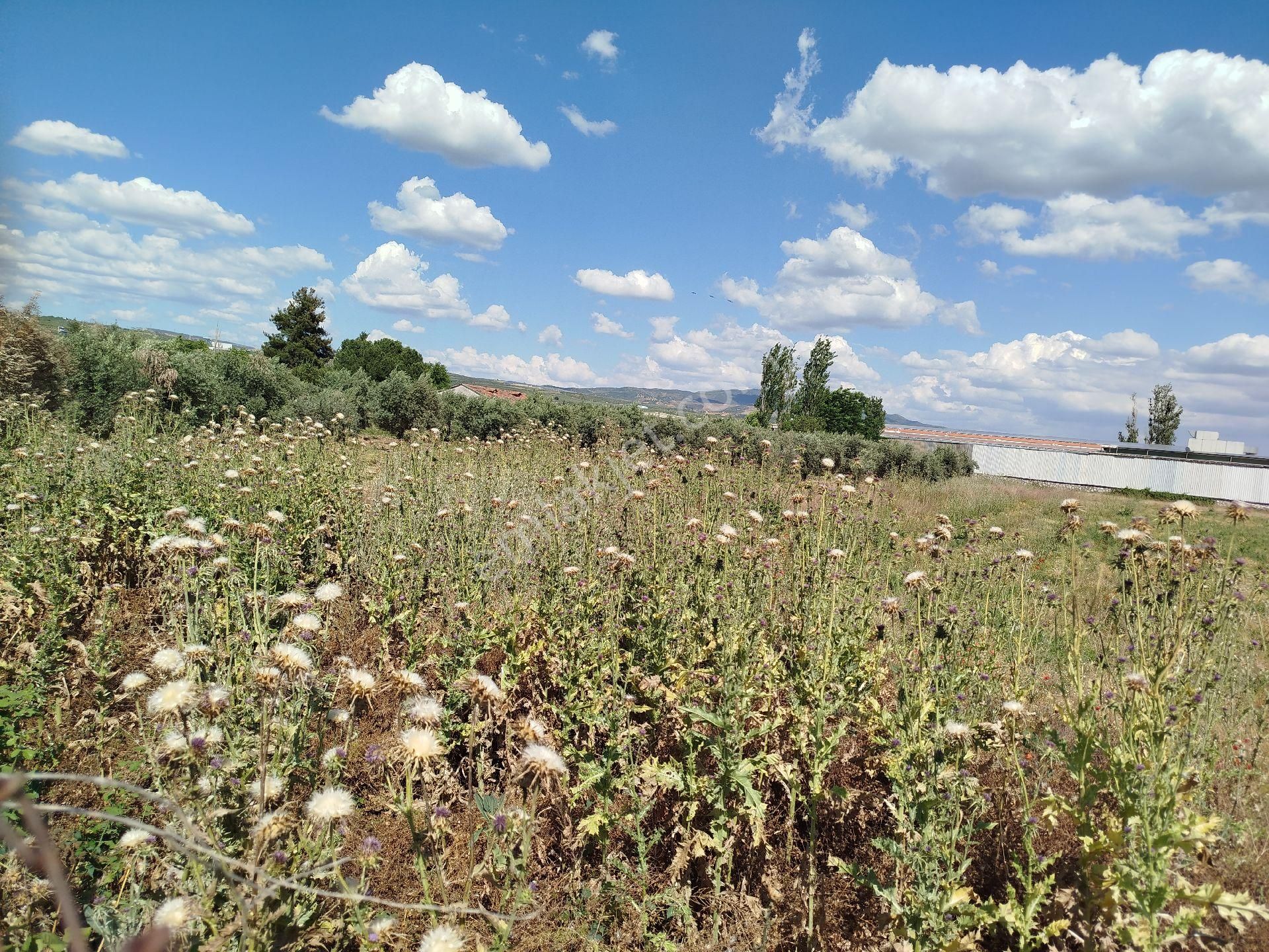Manisa Salihli Adala Mahallesinde Satılık Resmi İmarlı Arsa Ve Arsalar