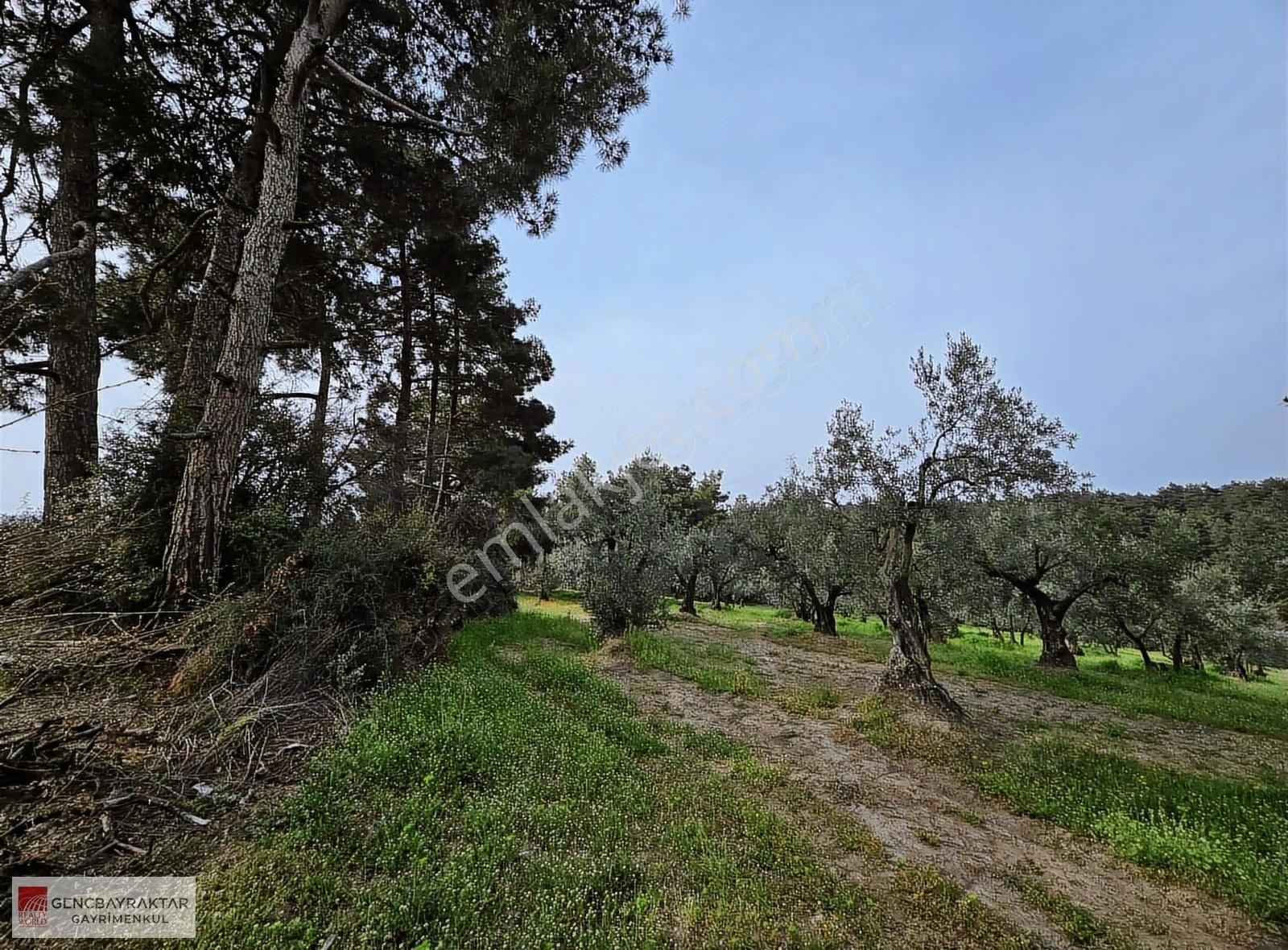 Mudanya Çarışan'da Tek Tapu 1800m2 İmara Sınır Fırsat Arazi