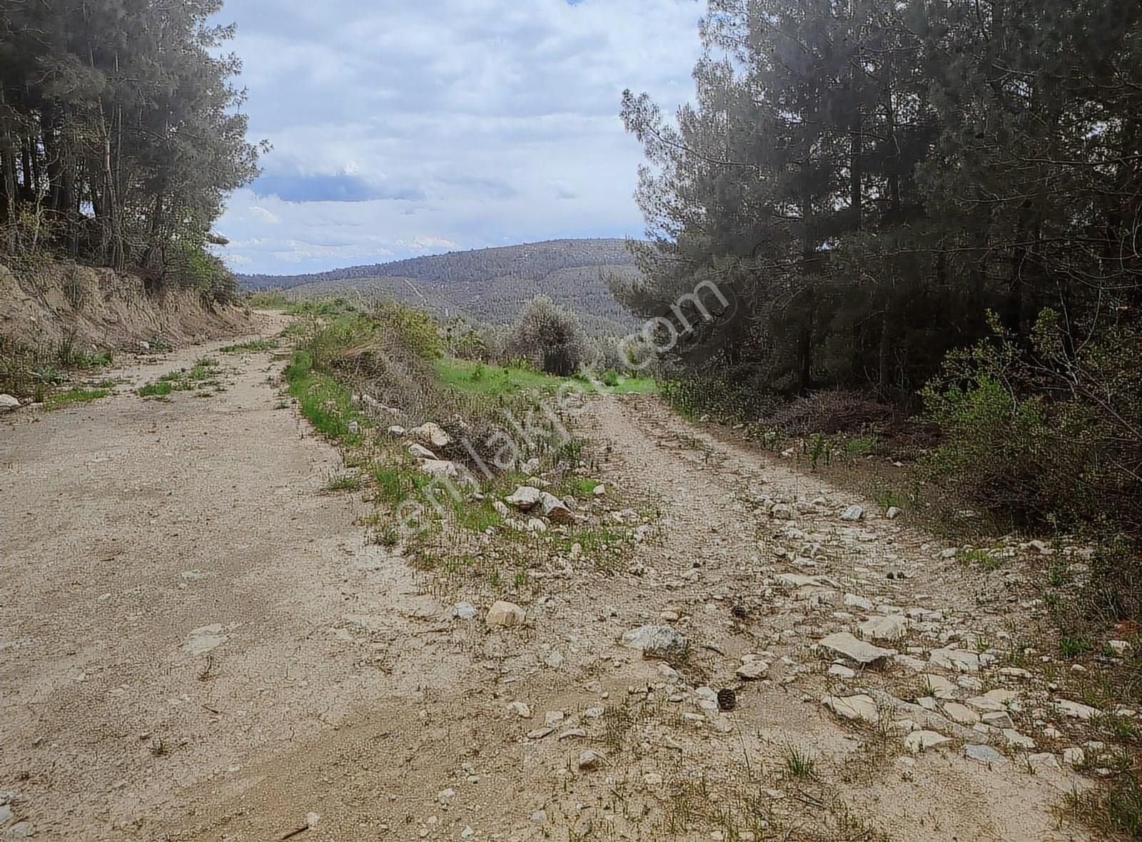 Boran Gayrimenkul'den Tek Tapu 20 Dönüm Zeytin Bahçesi