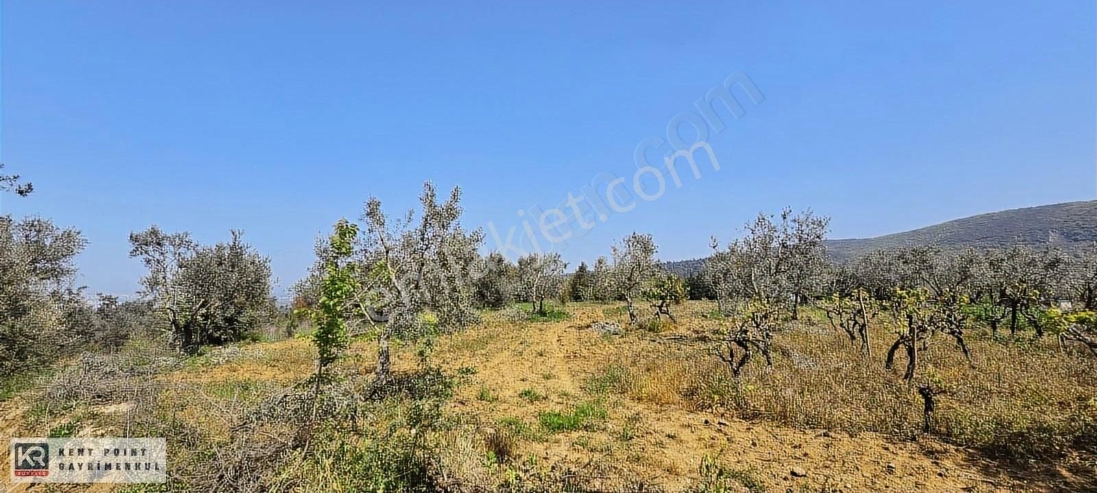 Hasanağa'da Satılık Hisseli Tarla