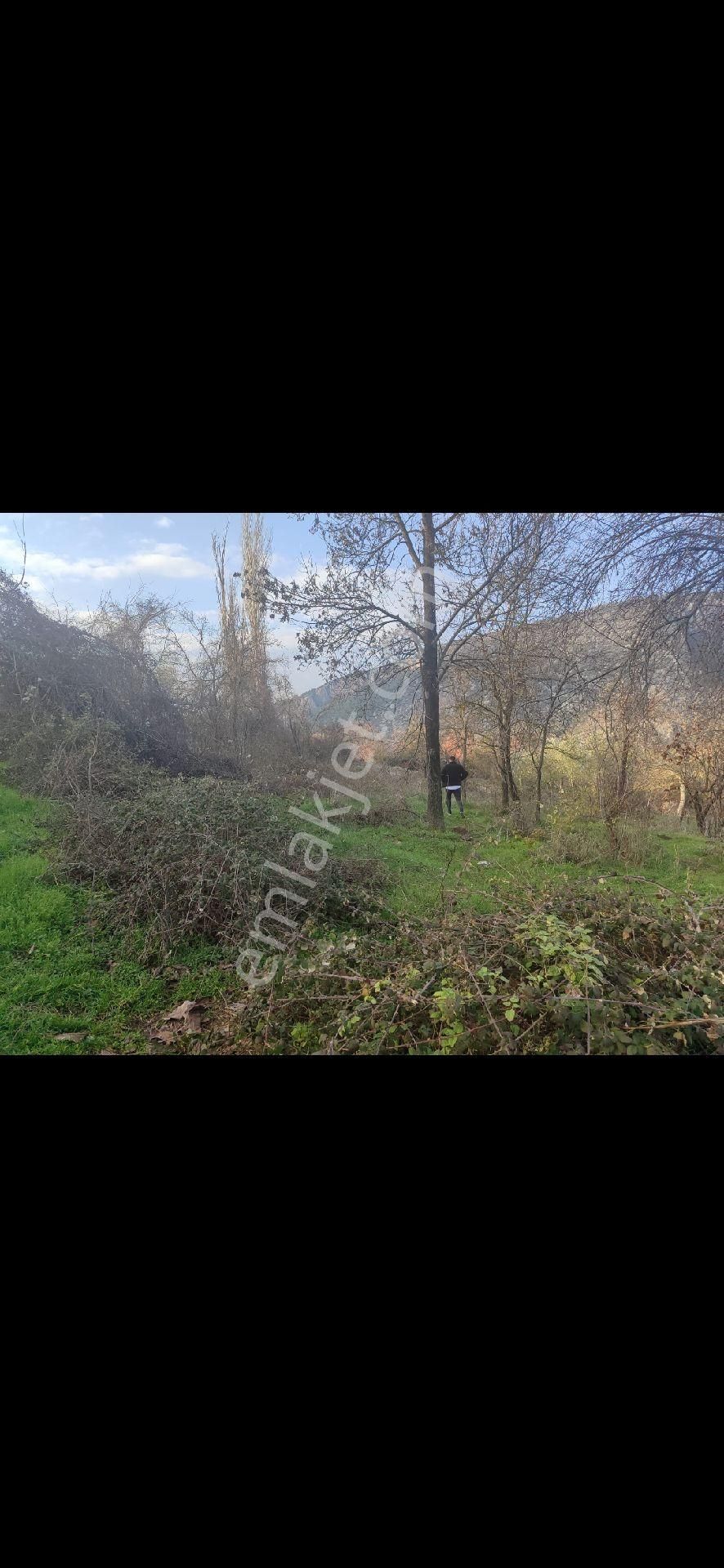 Bilecik Golpazarı.acil Satilik Köy İci Arsa