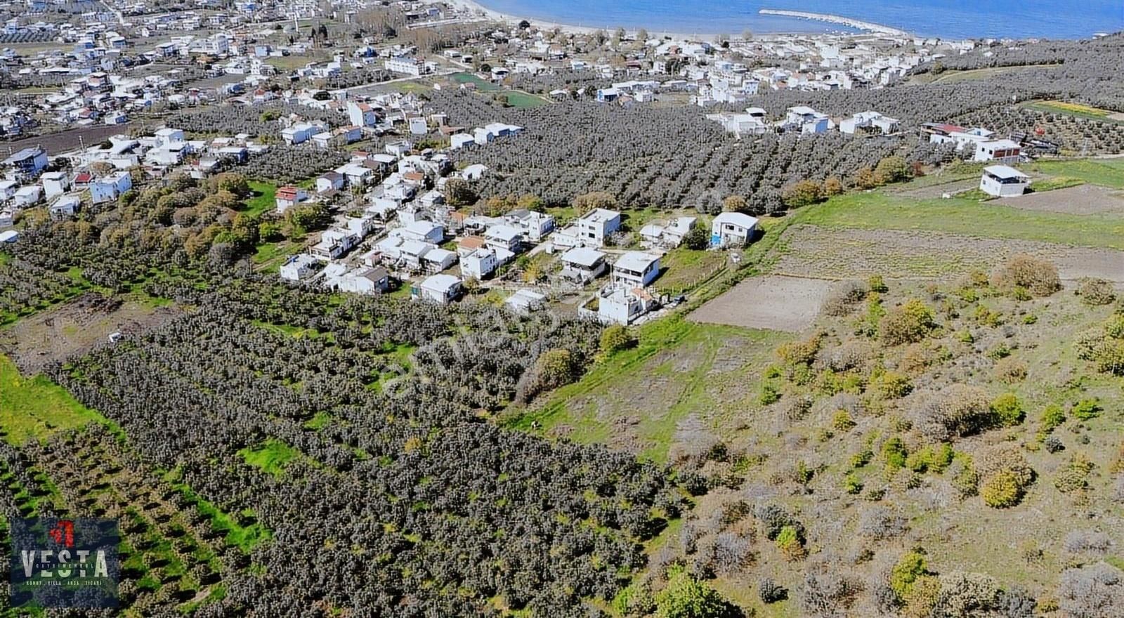 Mudanya Esence Eşkel'de Satılık Zeytinlik!!!