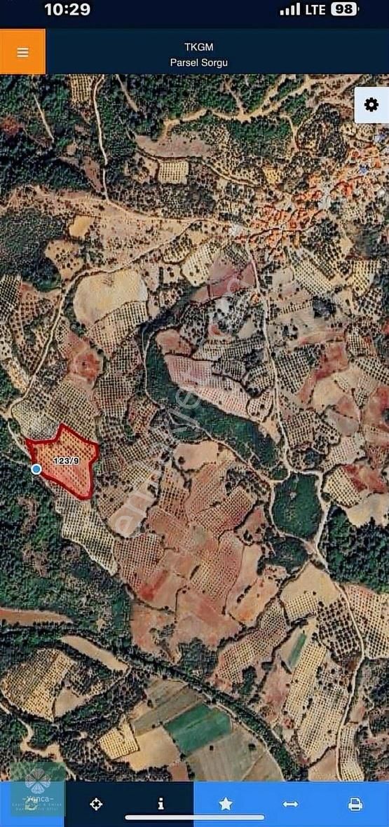 Soma Pirahmet Köyü Satılık Zeytinlik - Görsel 6