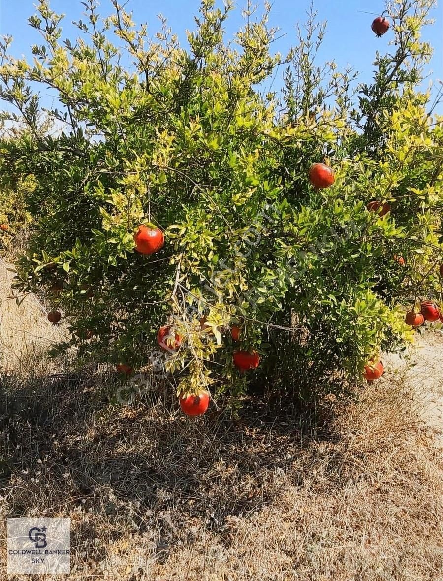 Serik Boğazkent Satılık Nar Bahçesi