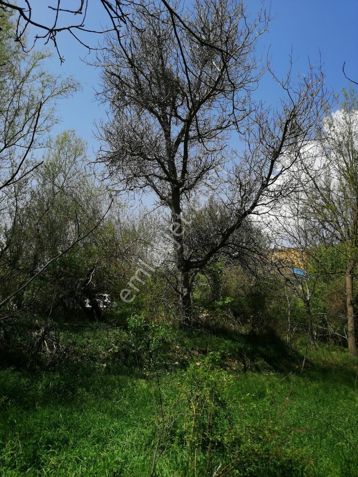 Şehir Emlak Gayrimenkul Den Yeşildere Köyünde Hobilik Bahçe Satılık - Görsel 3