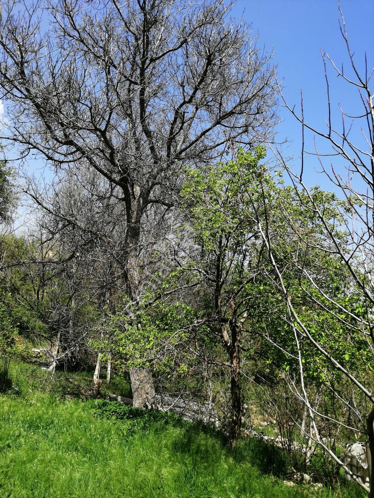 Şehir Emlak Gayrimenkul Den Yeşildere Köyünde Hobilik Bahçe Satılık - Görsel 4