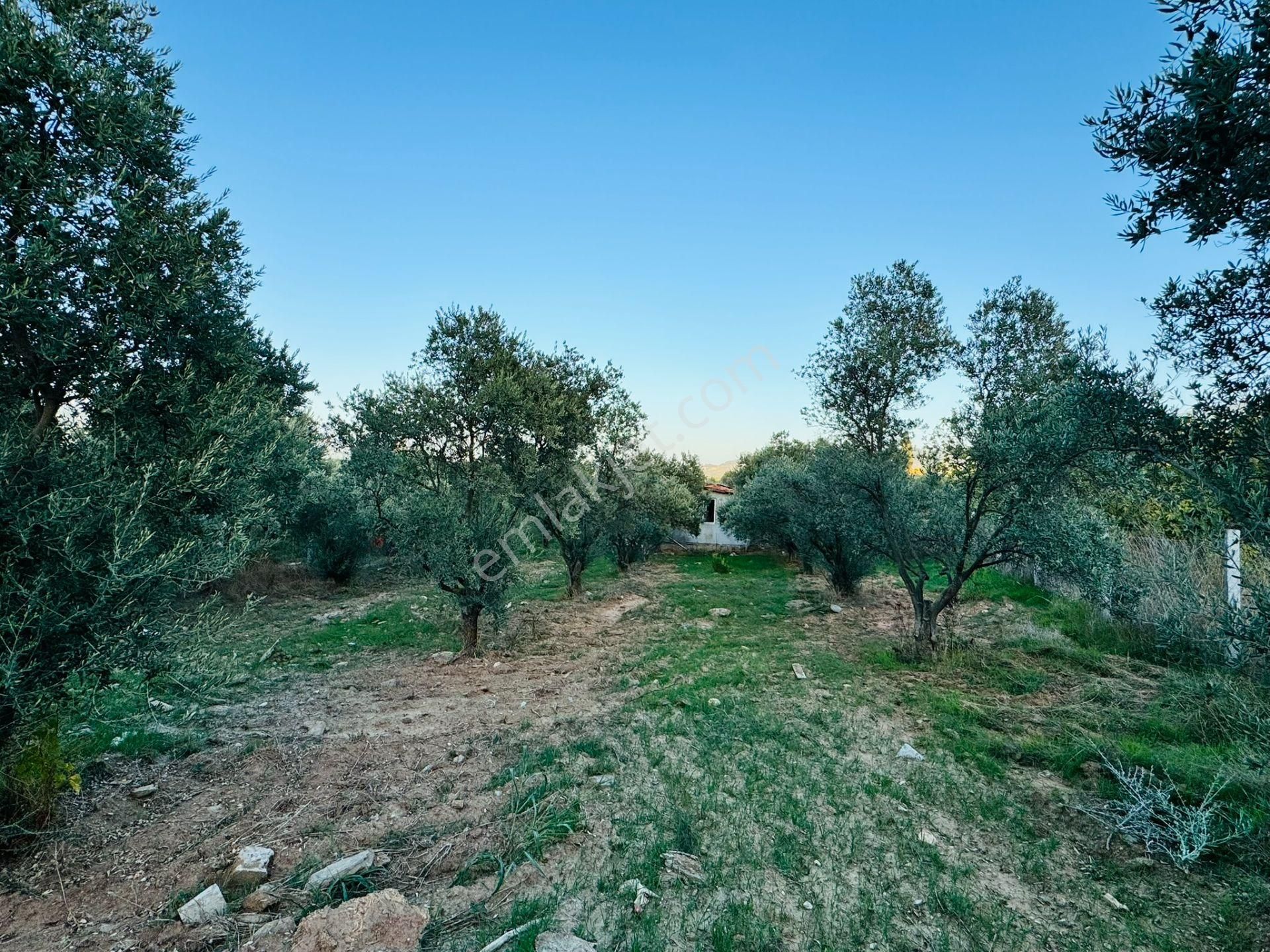 Çınar Köyünde Satılık Tek Tapu 1040 M2 Tarla