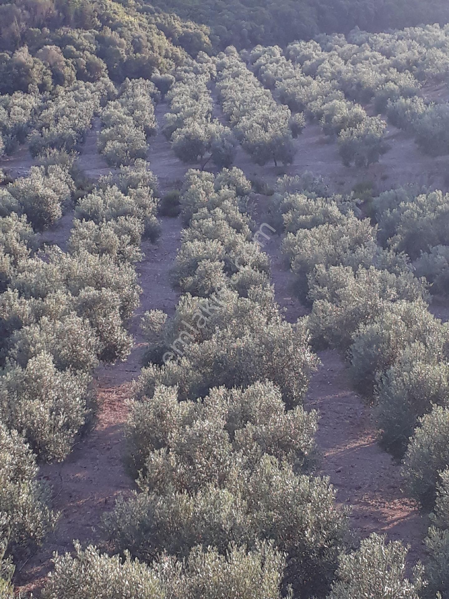 Seferihisar Yeni Orhanlıya Yürüme Mesafesinde Resmi Yolu Olan 18dönüm Zeytinlik - Görsel 13