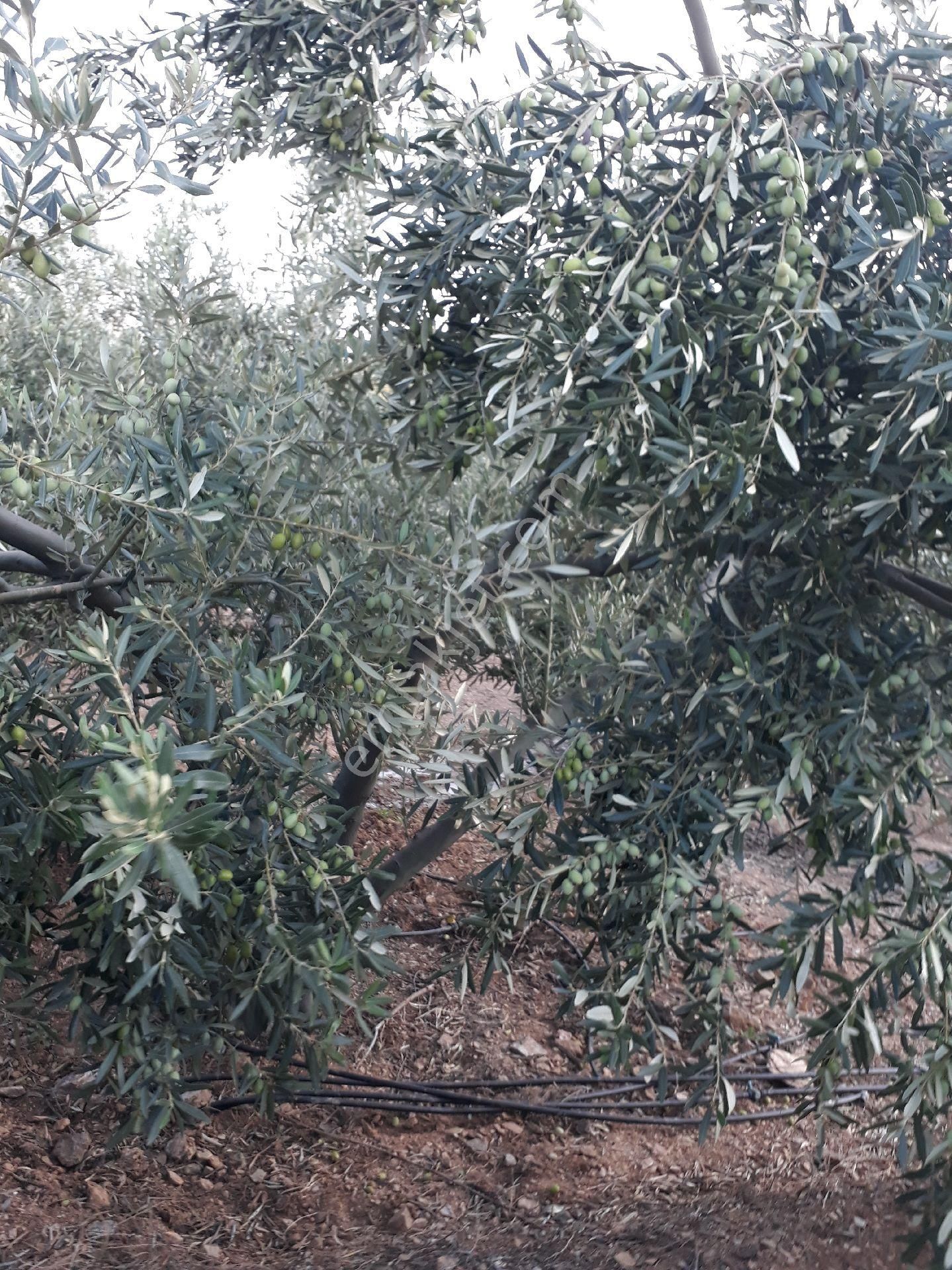 Seferihisar Yeni Orhanlıya Yürüme Mesafesinde Resmi Yolu Olan 18dönüm Zeytinlik - Görsel 14