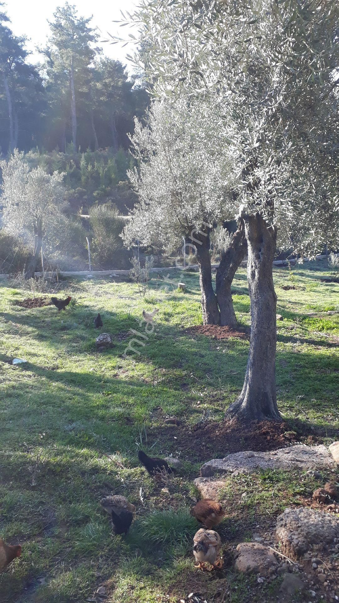 Seferihisar Yeni Orhanlıya Yürüme Mesafesinde Resmi Yolu Olan 18dönüm Zeytinlik - Görsel 16