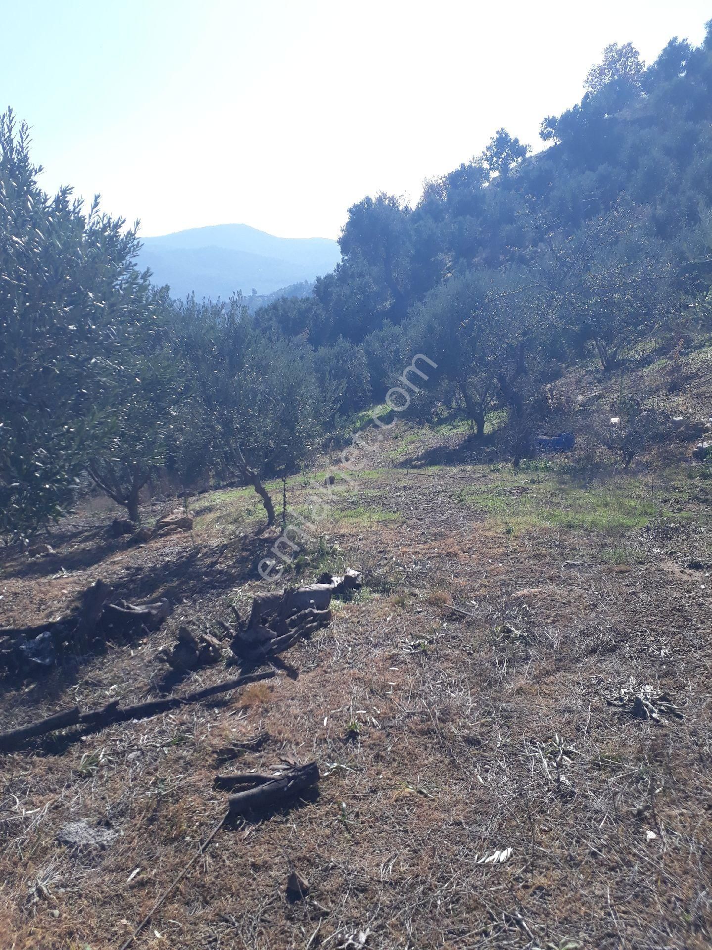 Seferihisar Yeni Orhanlıya Yürüme Mesafesinde Resmi Yolu Olan 18dönüm Zeytinlik - Görsel 8