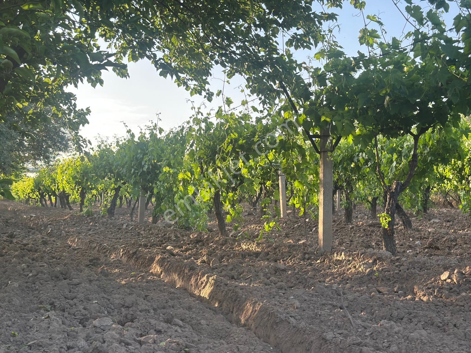 🍇 İstasyon Mahallesi’nde Satılık Sultaniye Üzüm Bağı!
