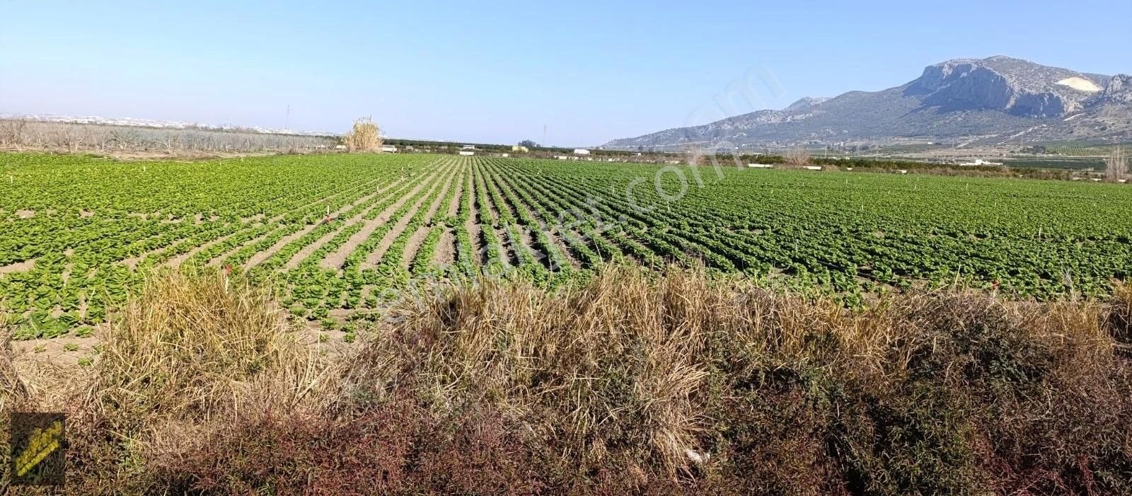 Yüreğir Nacarlı'da 26 Dönüm Tek Tapu Kelepir Tarla