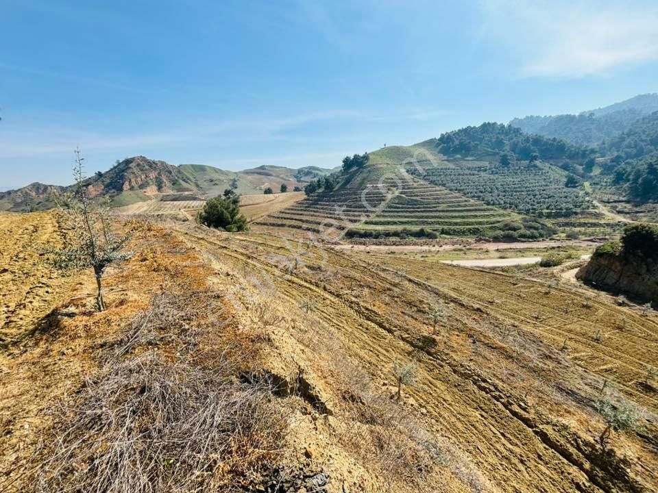 Tc Emlaktan Satılık 2300 M2 Zeytinlik !!