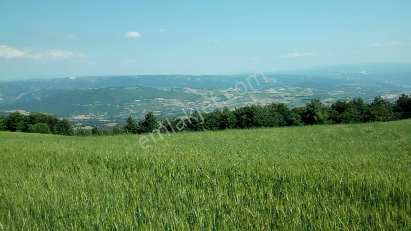 Bursa İznik Yenişerefiye De Satılık 9,900 M2 Fırsat Arazi