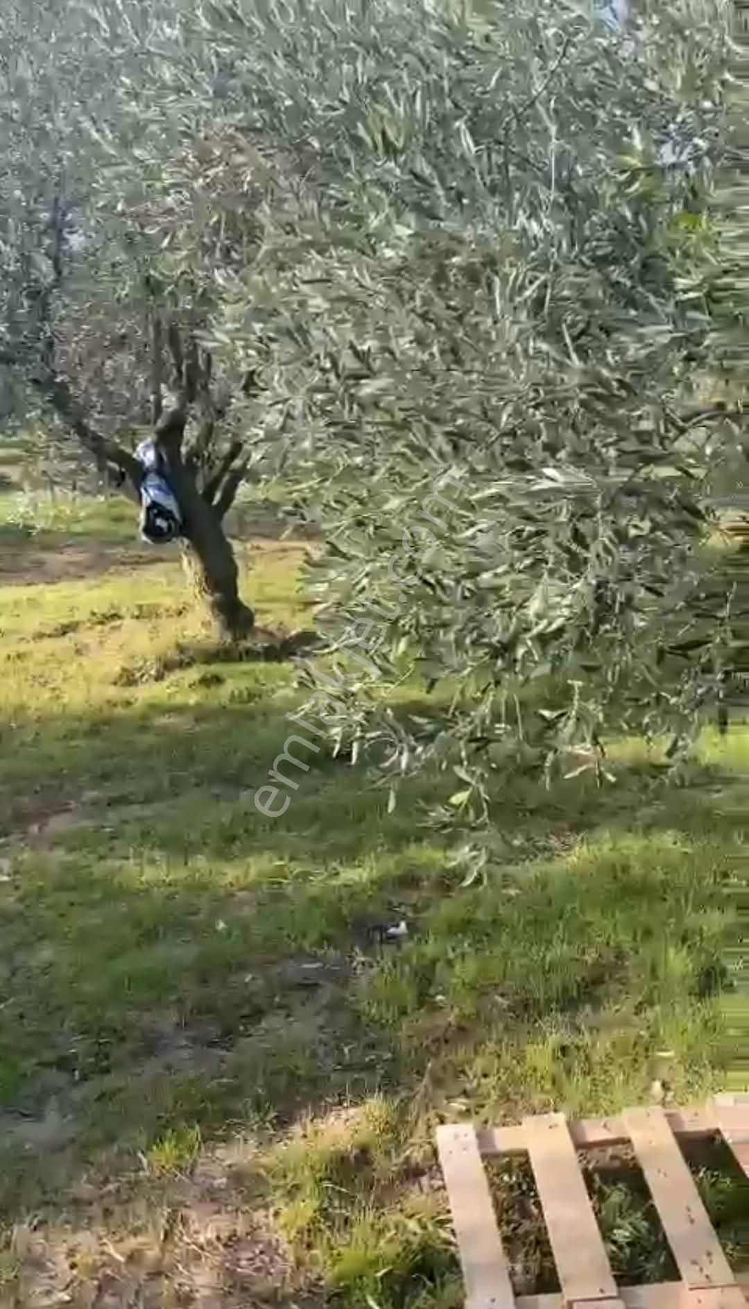 Manisa Saruhanlı Kepenekli De Tek Tapu Satılık Zeytinlik