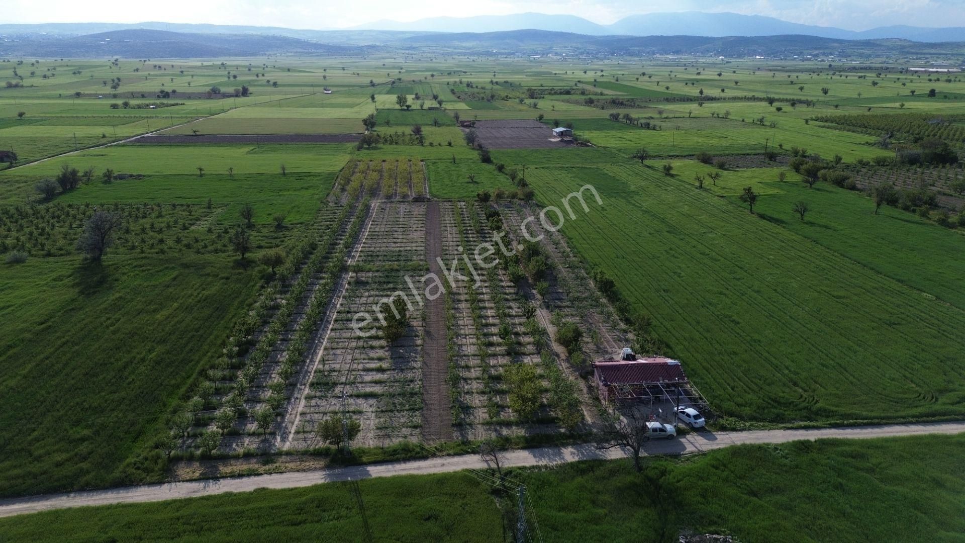 Korkuteli Küçükköy Mahallesinende Naldöken Yolu Kenarında 10 Dönüme Her Çeşit Meyveli Bahçe Ve Ev - Görsel 18