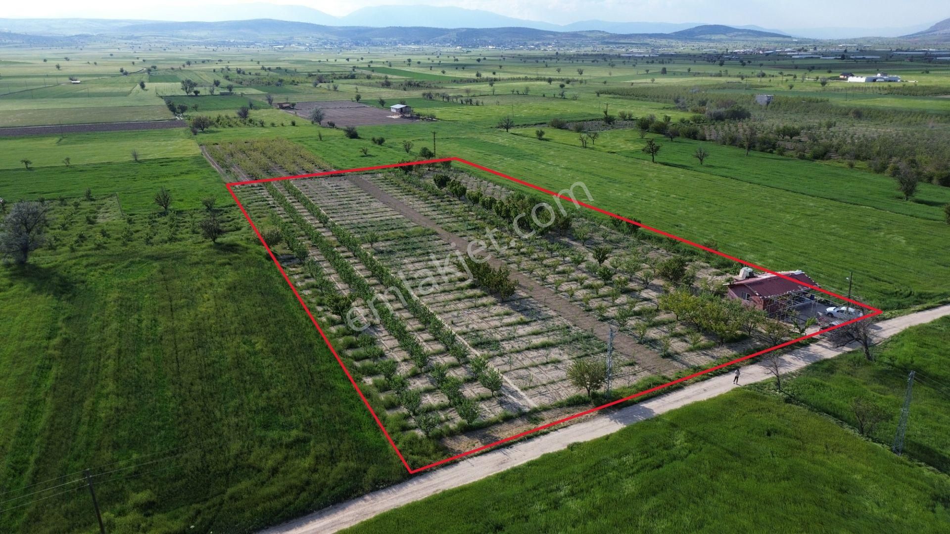 Korkuteli Küçükköy Mahallesinende Naldöken Yolu Kenarında 10 Dönüme Her Çeşit Meyveli Bahçe Ve Ev - Görsel 7