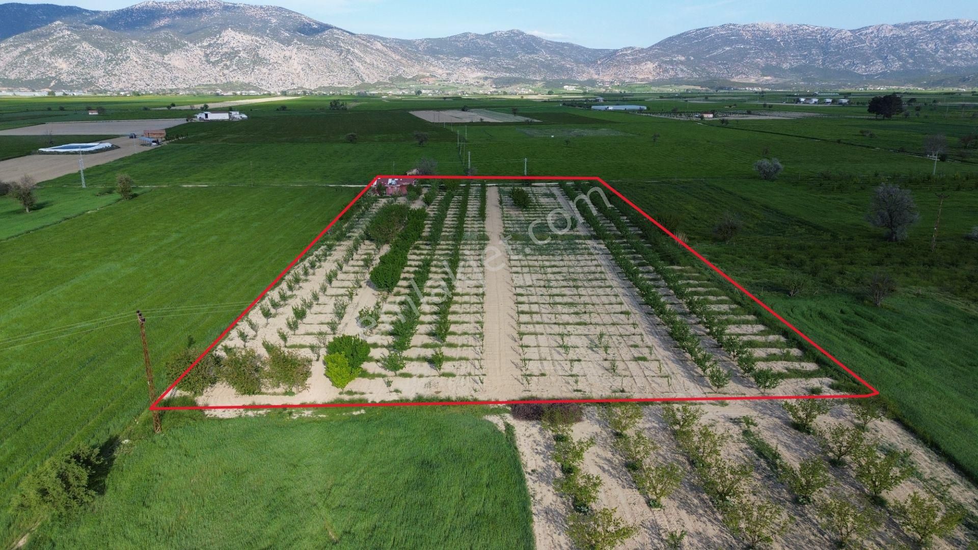 Korkuteli Küçükköy Mahallesinende Naldöken Yolu Kenarında 10 Dönüme Her Çeşit Meyveli Bahçe Ve Ev - Görsel 11