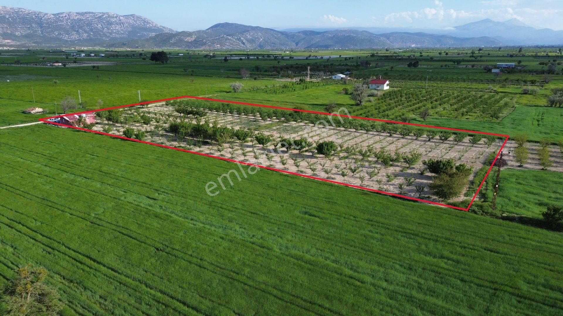 Korkuteli Küçükköy Mahallesinende Naldöken Yolu Kenarında 10 Dönüme Her Çeşit Meyveli Bahçe Ve Ev - Görsel 13
