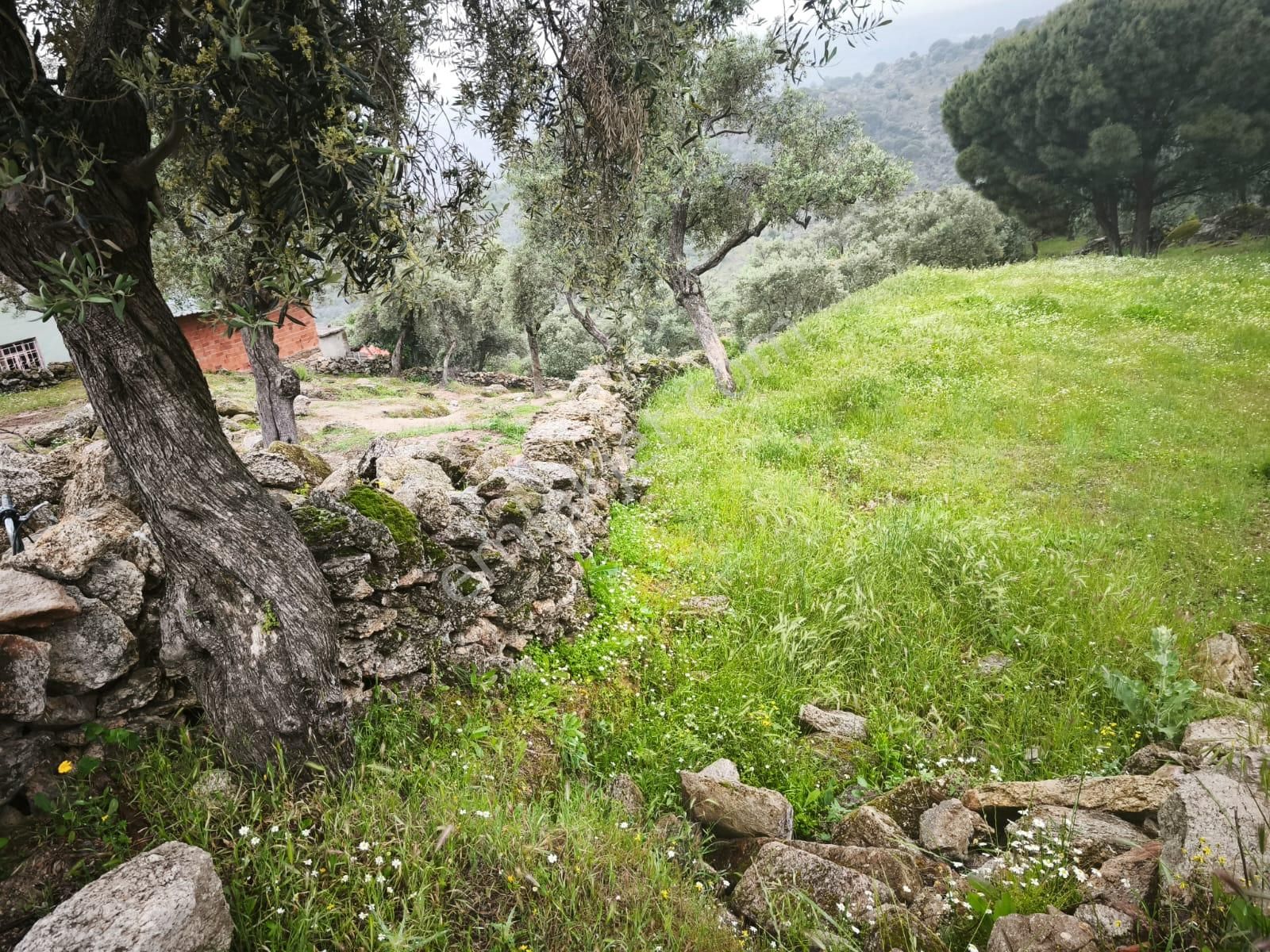 Milas Çomakdağ Satılık Zeytinli Tarla