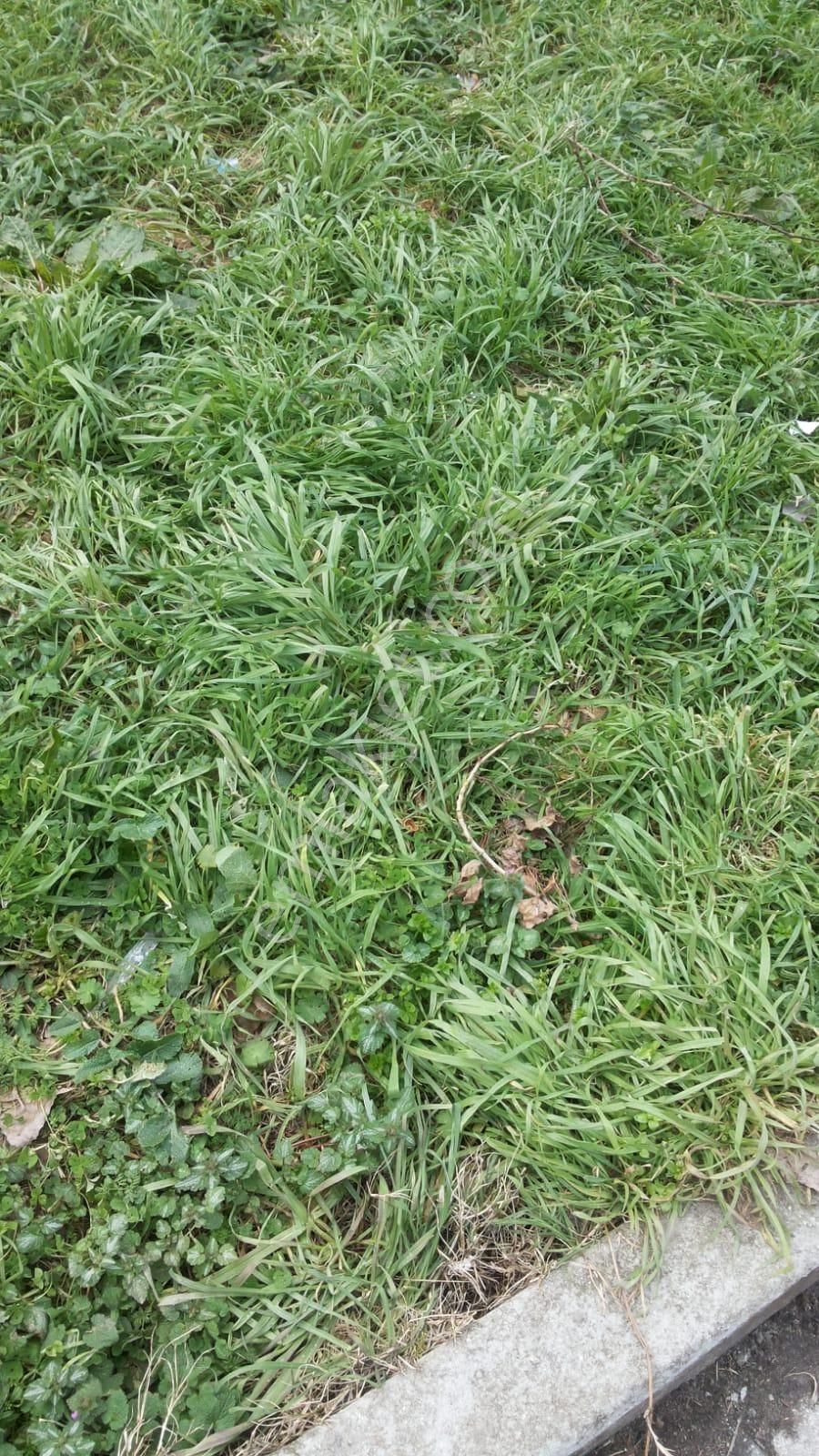 Kaynarca Taşolukda 1,400m Satılık Düşeş Kazandıracak Arsa No:181