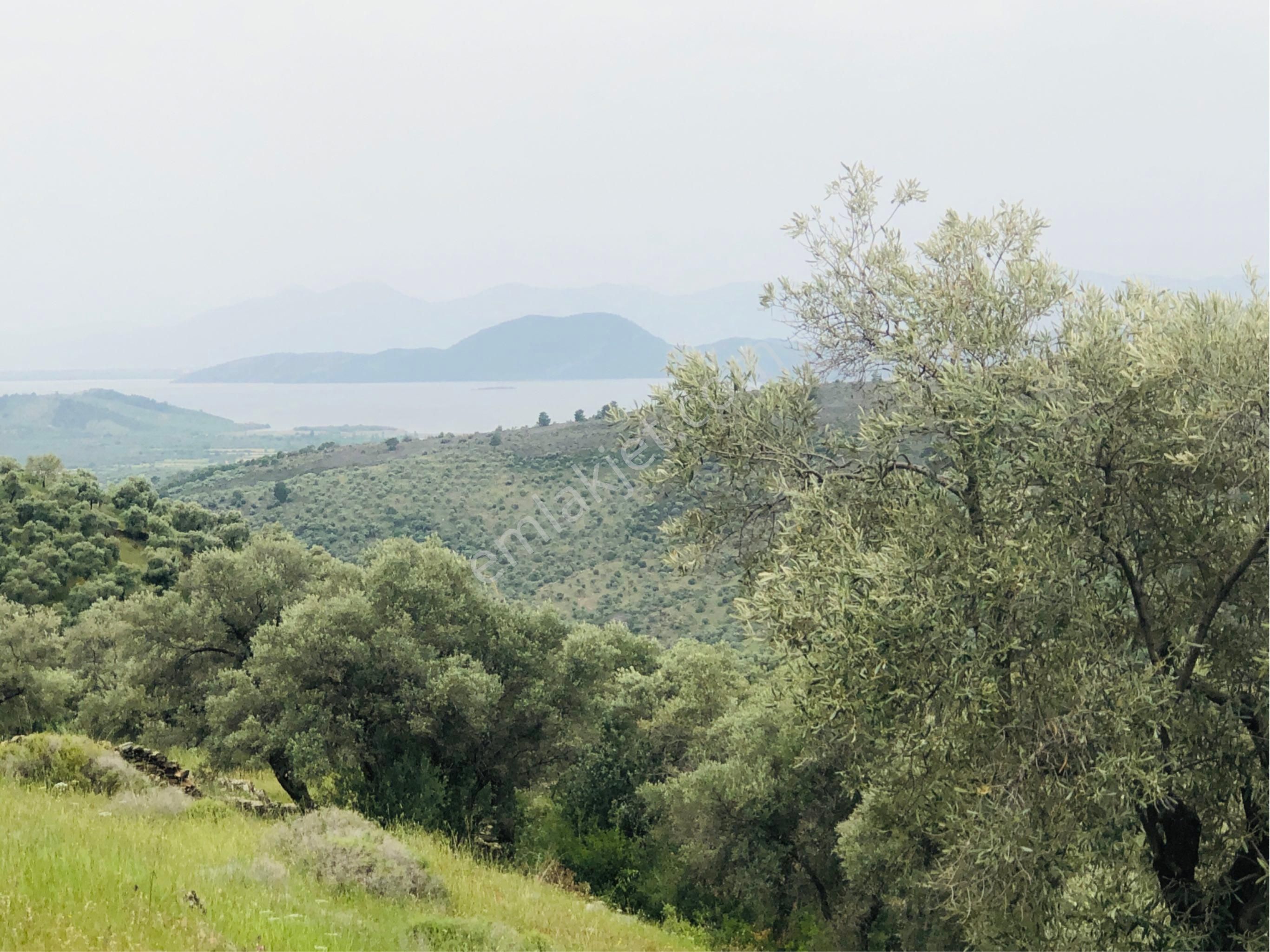 Meydan Gayrimenkul'den Muğla Milas Şenköy'de Satılık Zeytinlik