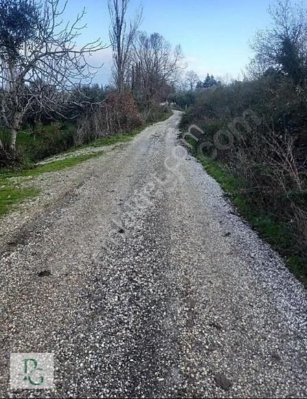 Poyraz Gayrimenkul'den Yenigürle'de 2434 M2 Zeytinlik