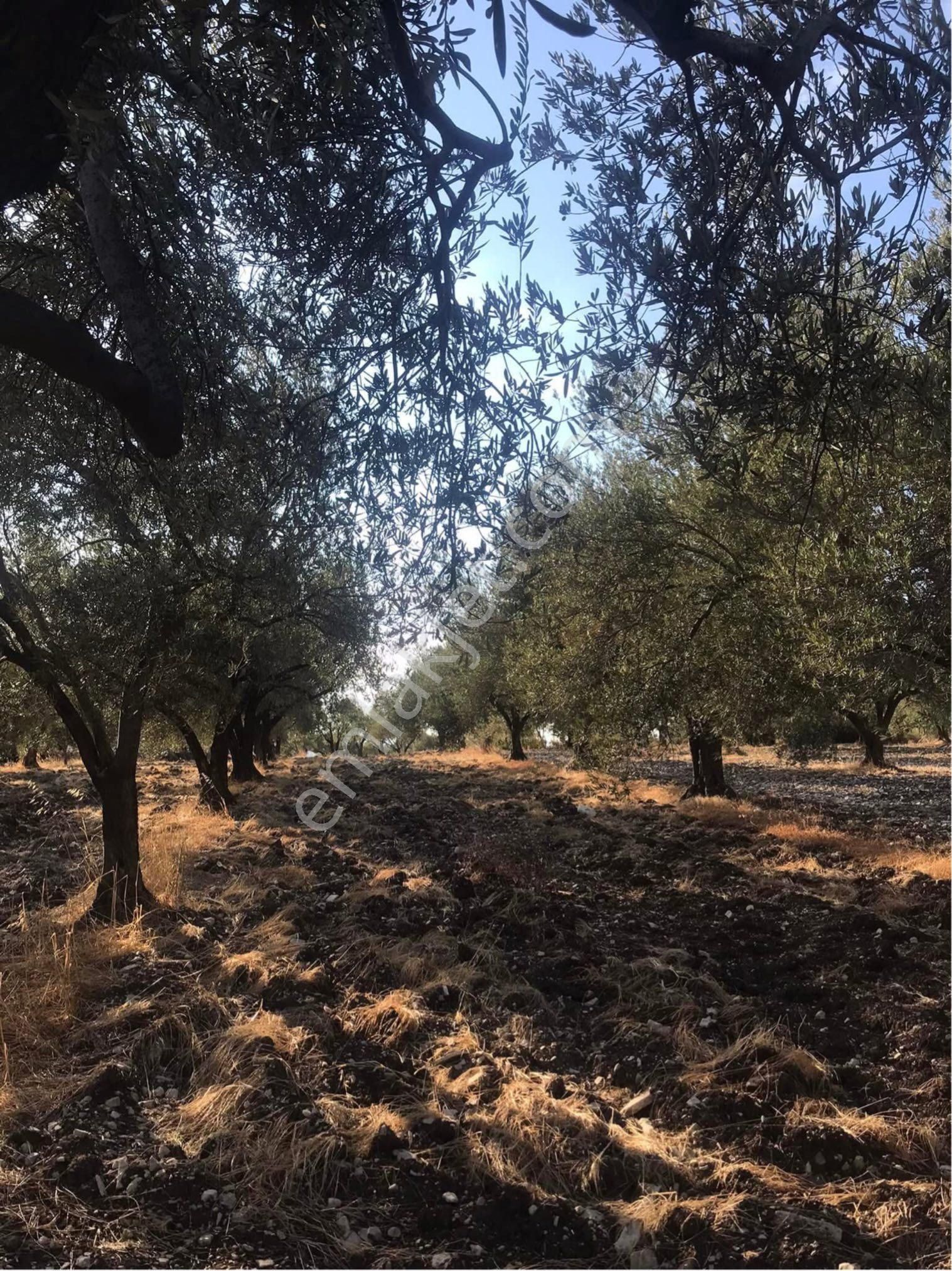 Güvenler Emlaktan Beyce Mevkii 5600 M2 Satılık Tarla