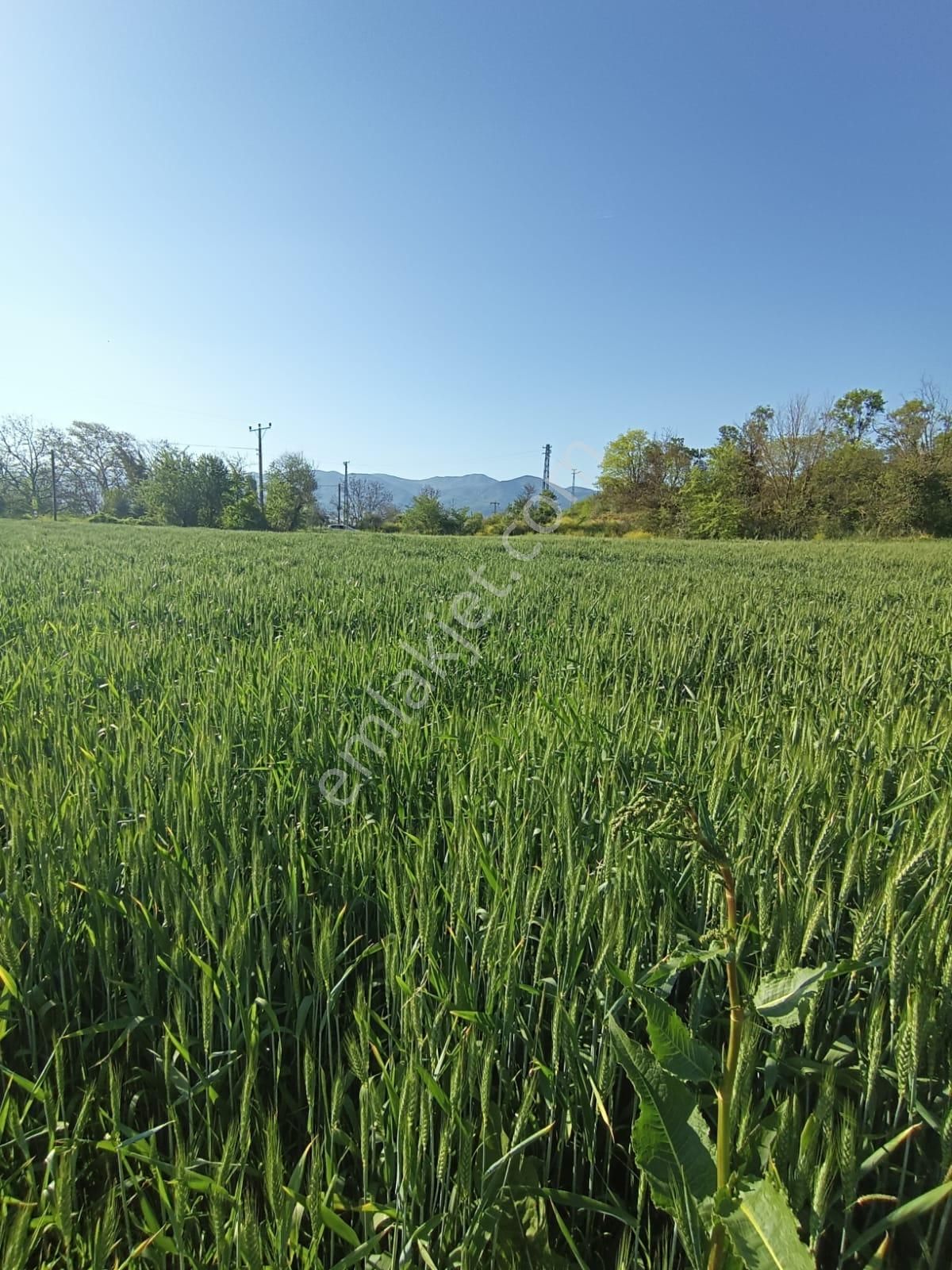 Sakarya-geyve-safibey De Asfalt Yol Kenarı İmara Yakın Tarla