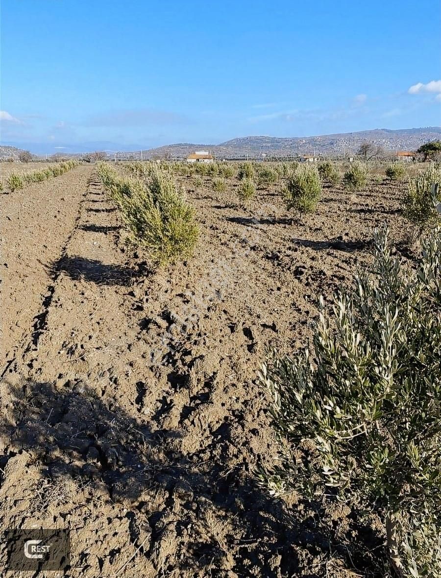 Crest Yatırımdan Gelenbe Mahallesinde 14.000 M2 Zeytinlik+ Dam
