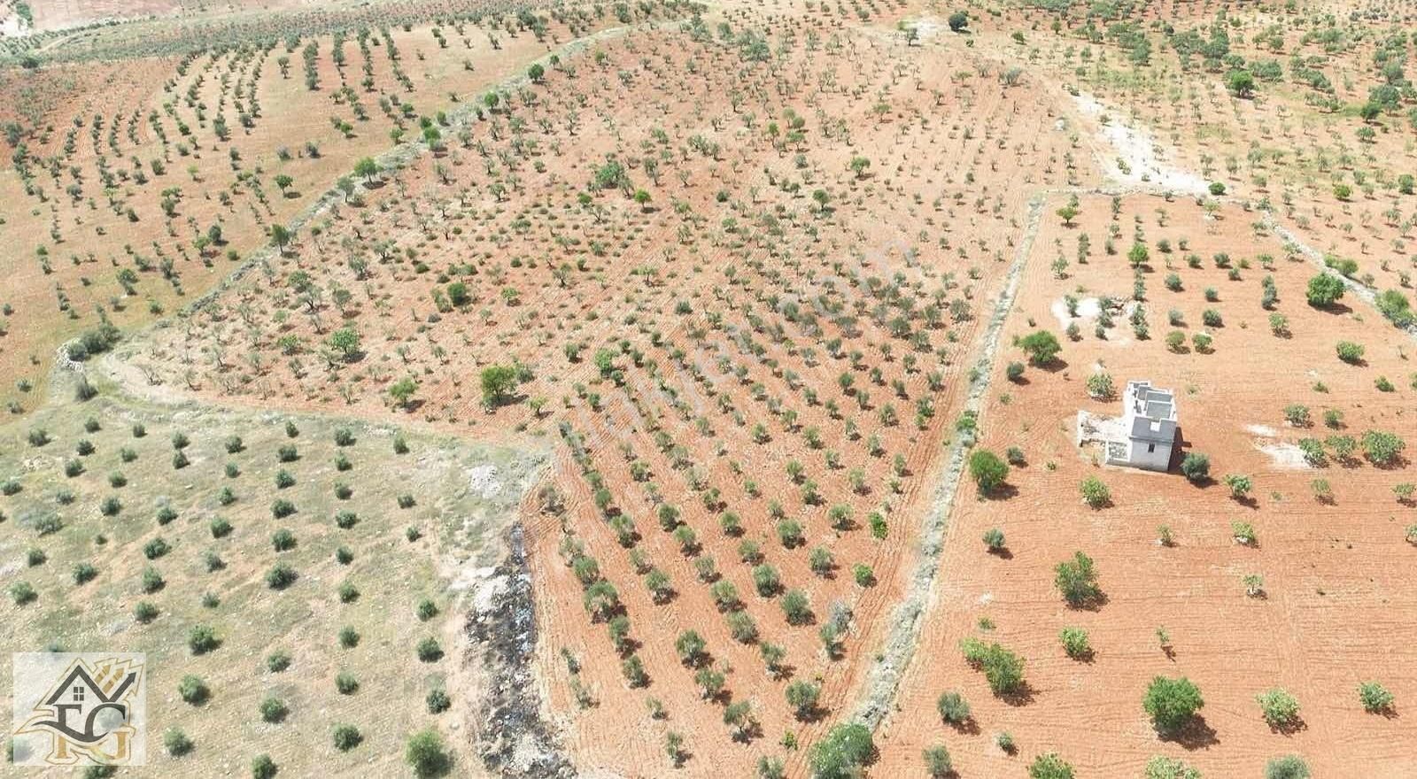 Faruk Emlaktan Satılık 6500 M2 Zeytinlik Toki Civarı