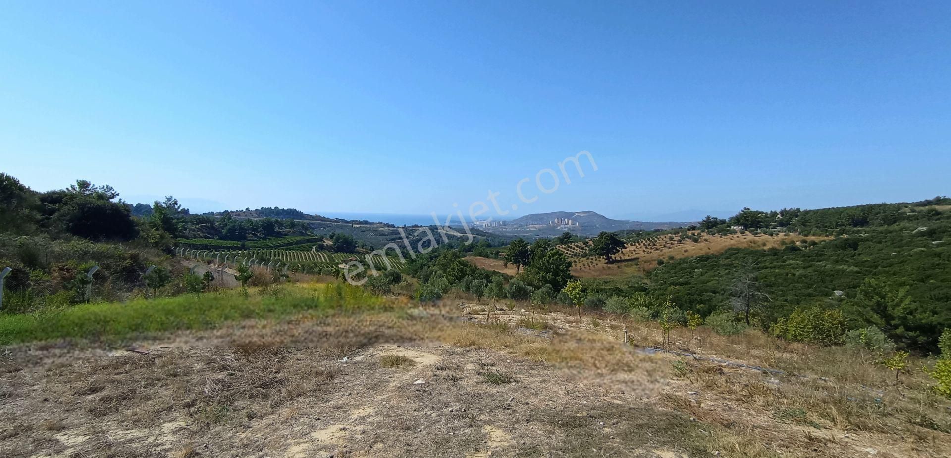 Kuşadası Yaylaköyde Muhteşem Manzaralı Süper Çiftlik - Görsel 18