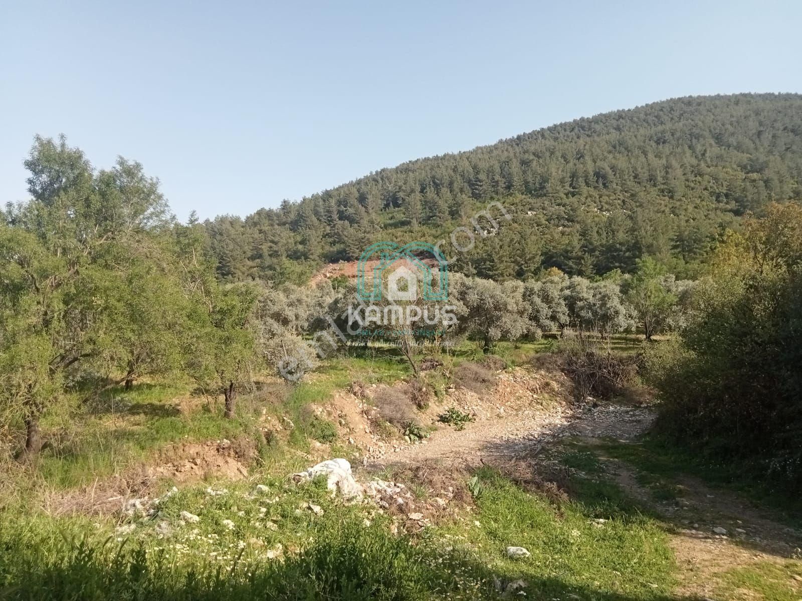 Muğla Menteşe Kafaca Mah. Hissesi Satılık Zeytinlik