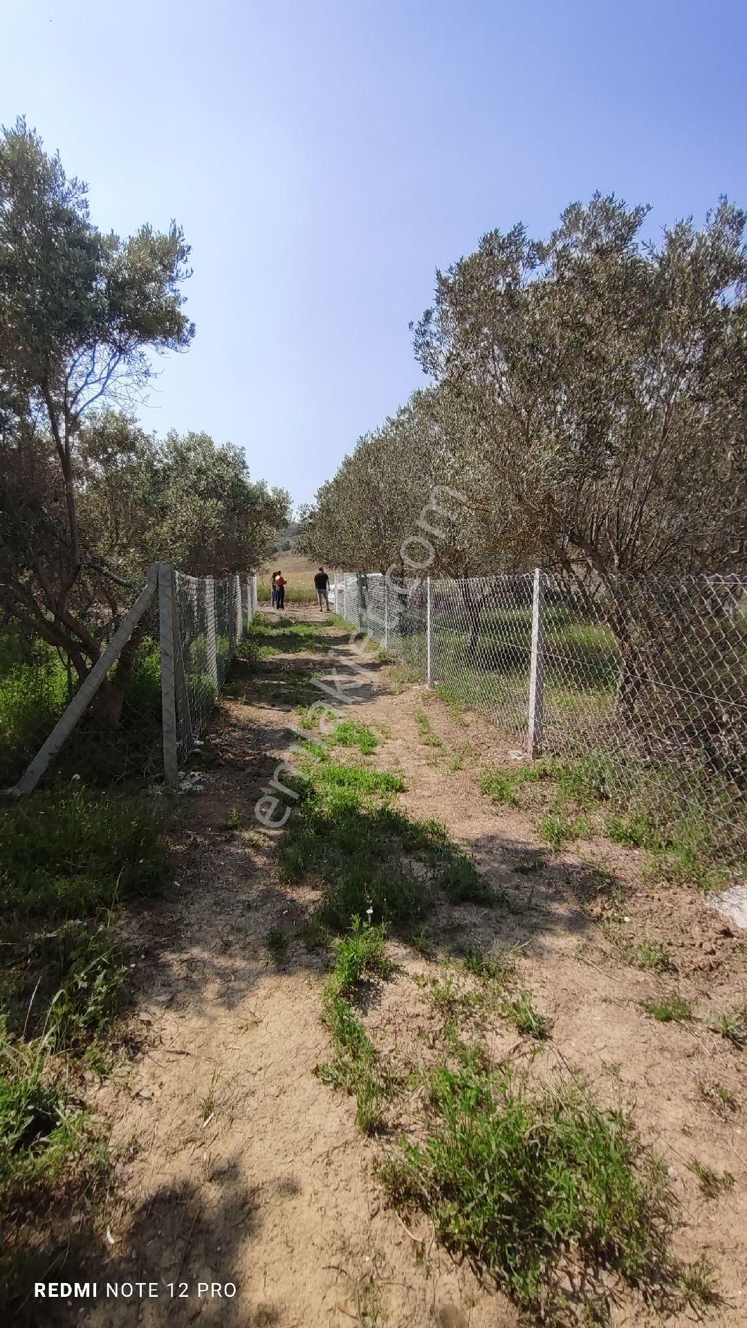 Kargakekec'te *188 Metre*7 Adet Yetişmiş Zeytin Bulunan Satılık Hisseli Telle Çevrili Yeri Belli