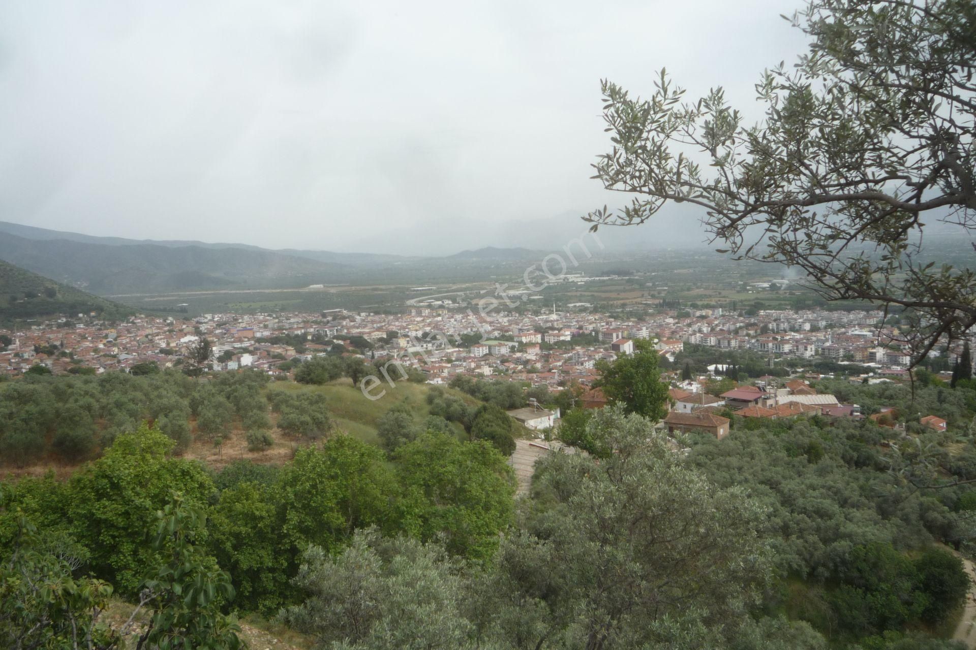 İzmir Torbalı Gold Emlaktan Satılık Zeytinlik - Görsel 8