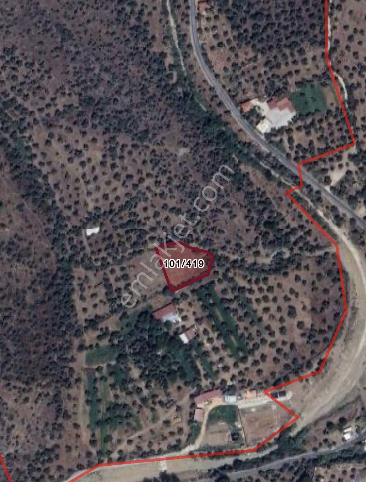 Muğla Milas Kandak Köyünde 1778 M² Verimli Tarla Satışta