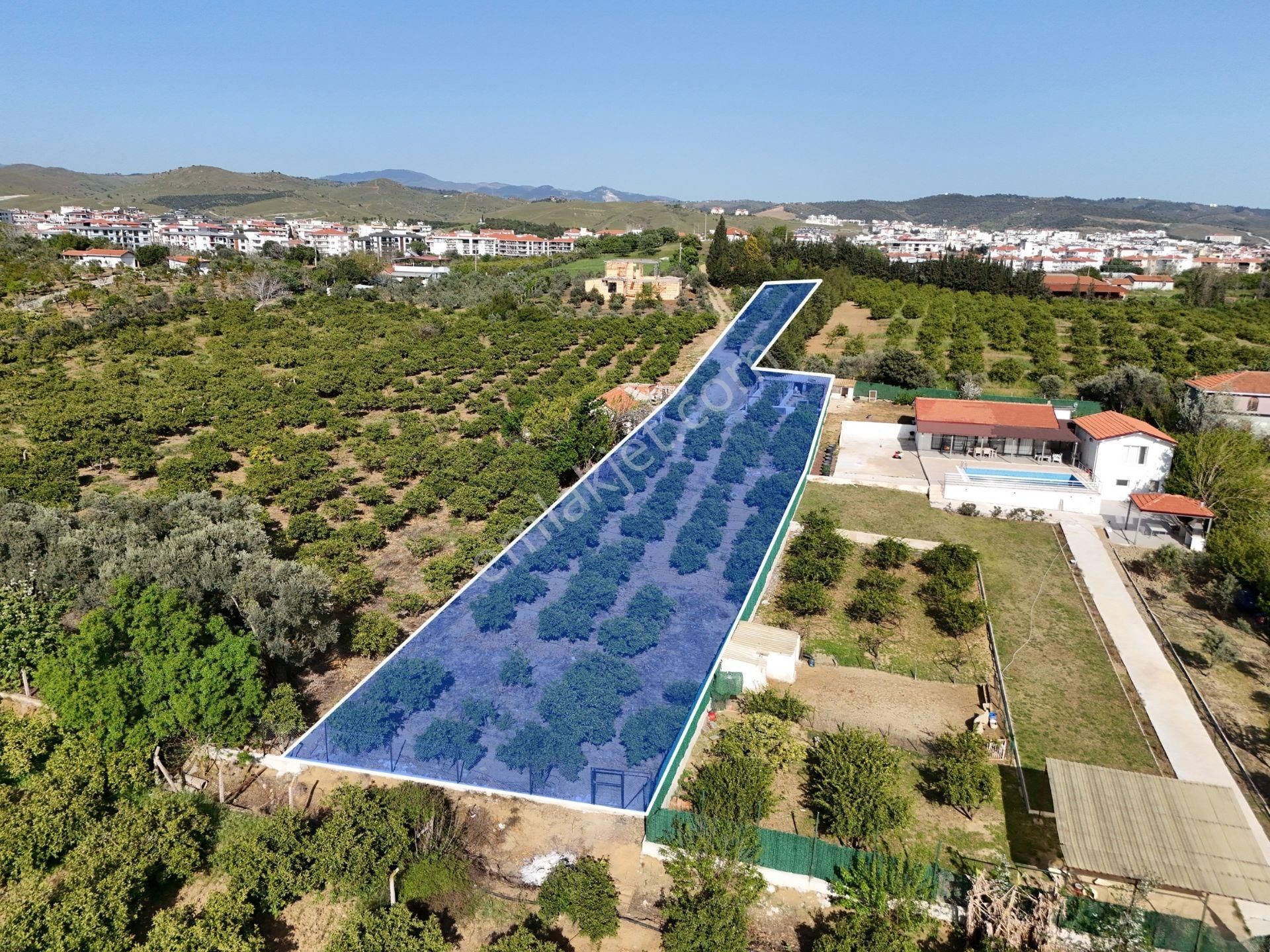 Fırsat: Seferihisar'da 1934 M2 Mandalina Bahçesi. Denize 10 Dk.