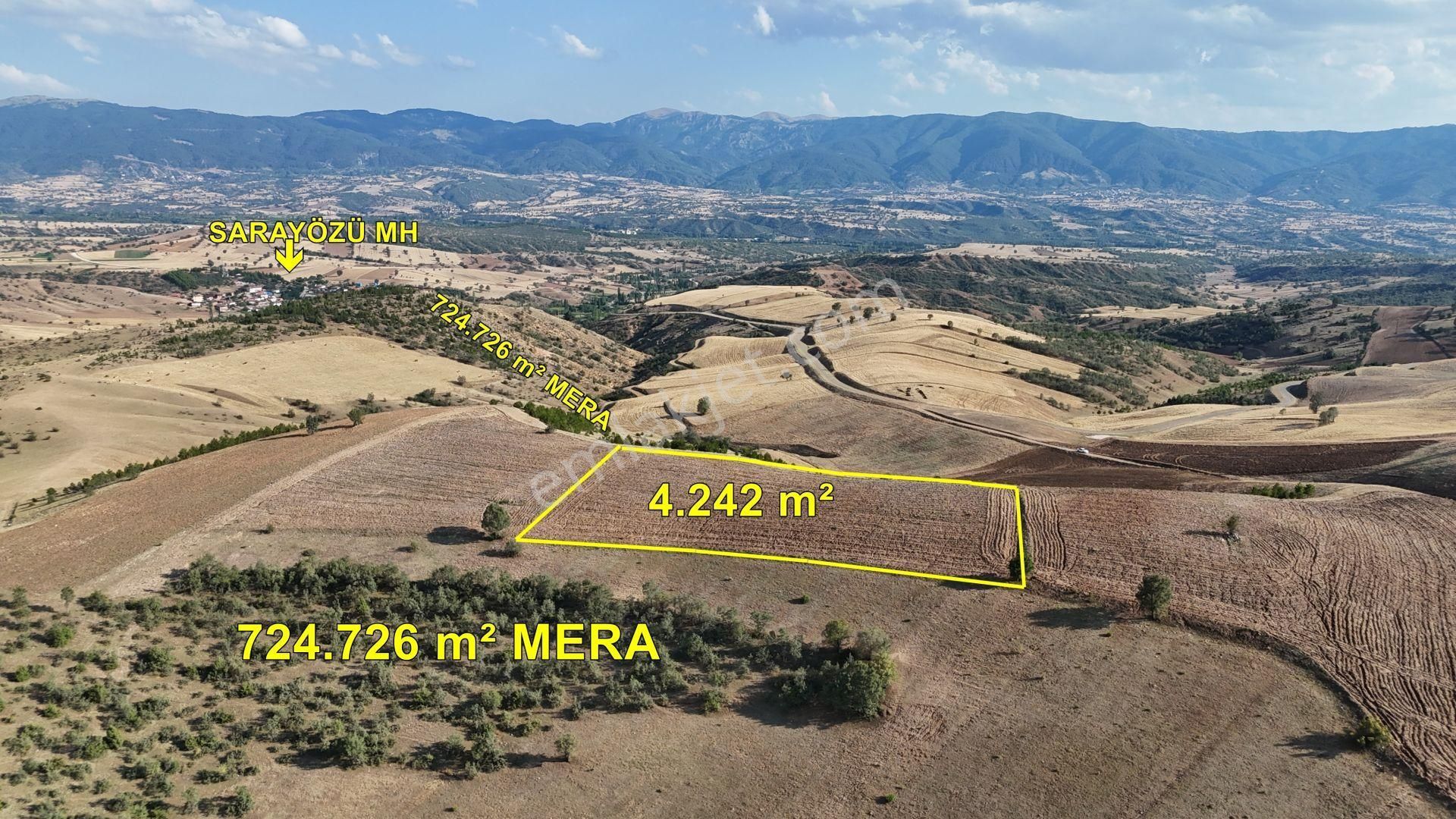 Amasya / Hamamözü / Sarayözü Nde 4.242 M² Müstakil Tarla