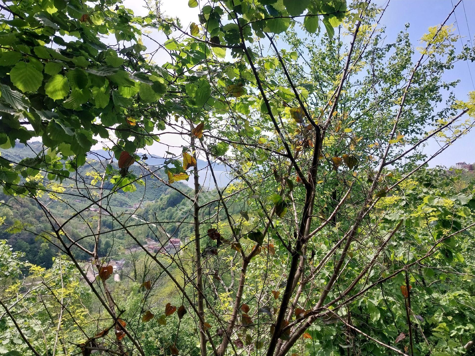 Yalıköy Mahallesi Karşıyaka Mevkiinde Satılık Arazi - Görsel 4