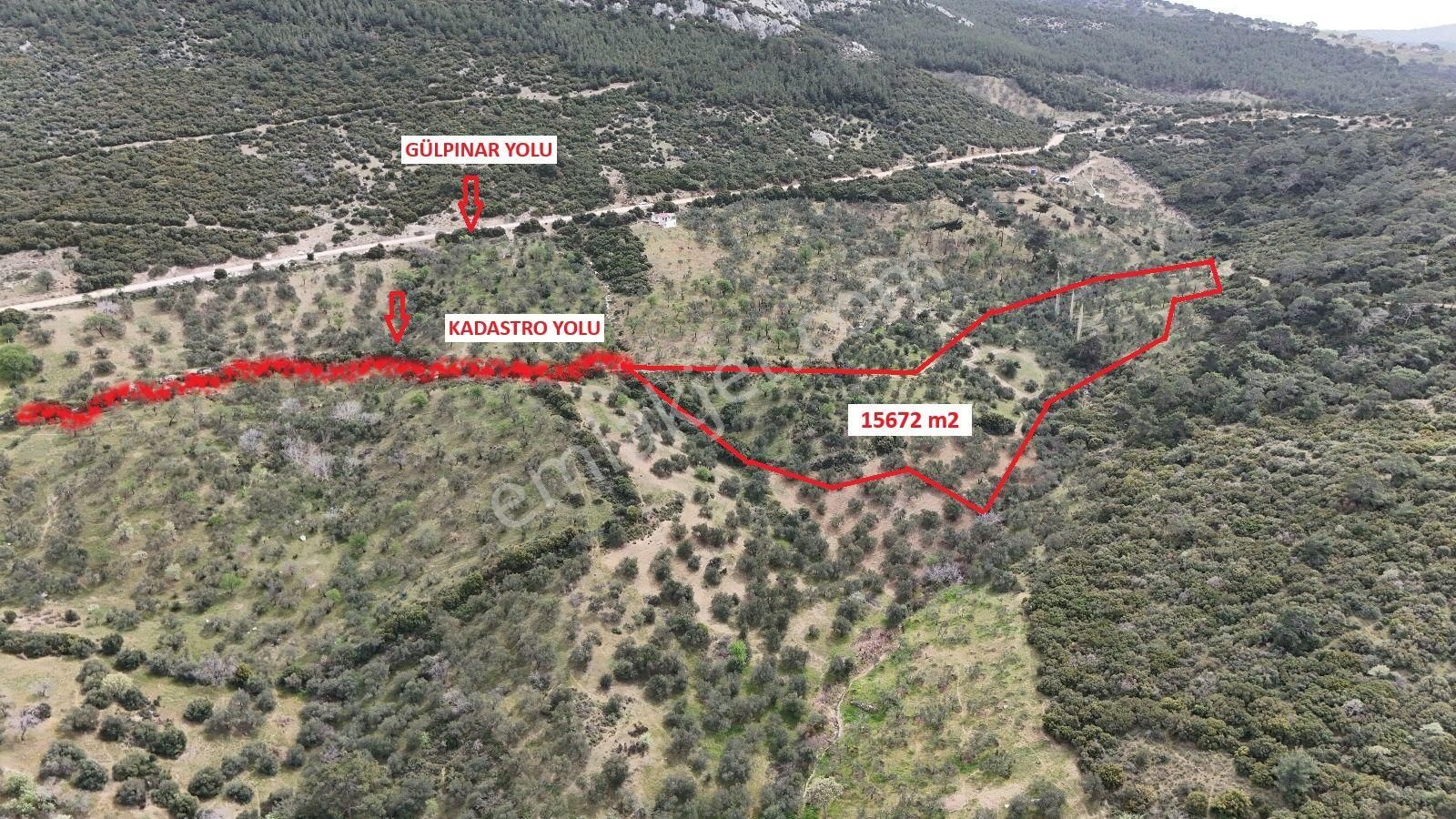 Çanakkale Ezine Tavaklı Satılık Zeytinlik Deniz Gören
