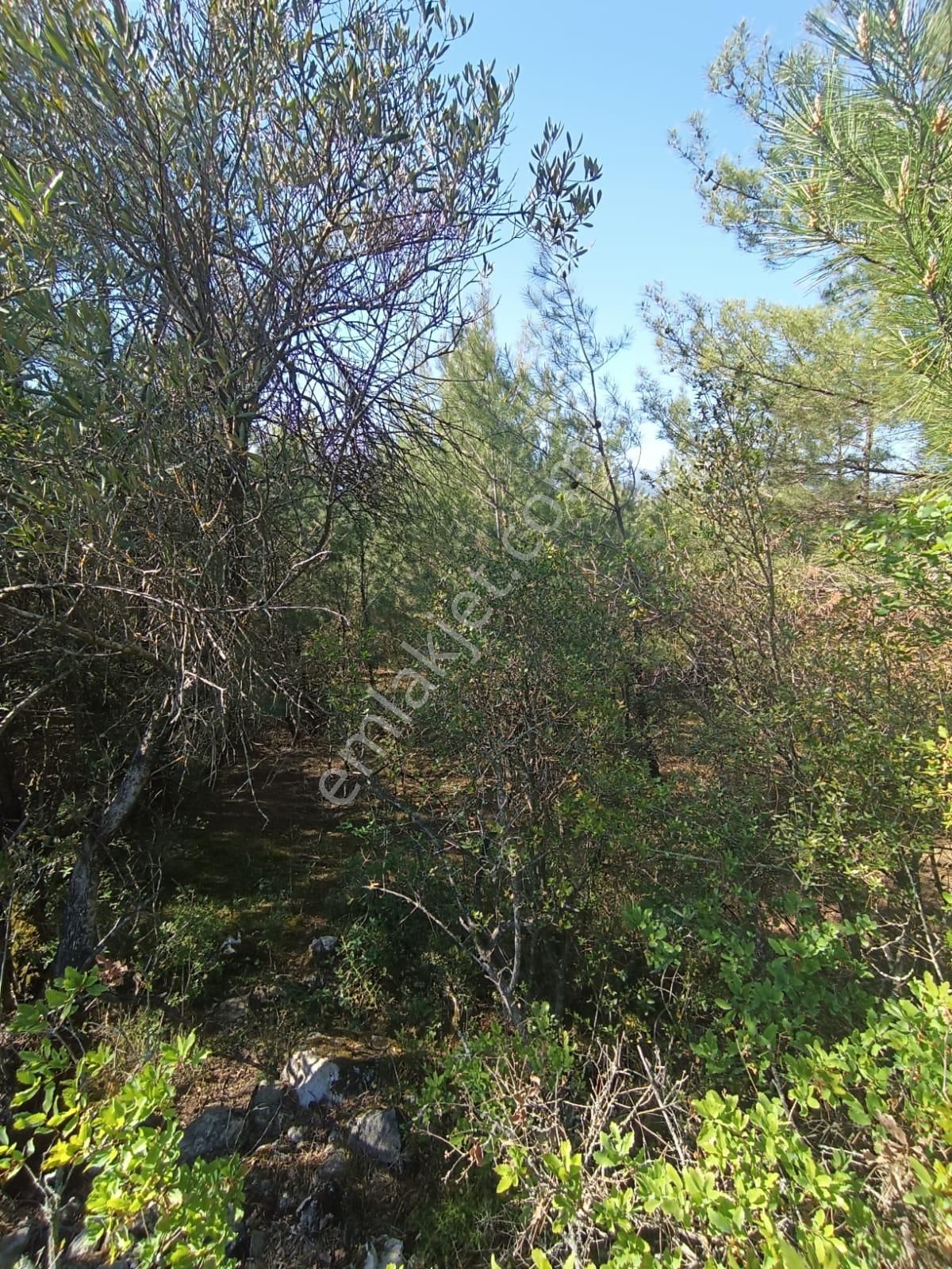 Sakarya-geyve-safibey De Yatırımlık Doğa Manzaralı Arazi - Görsel 7