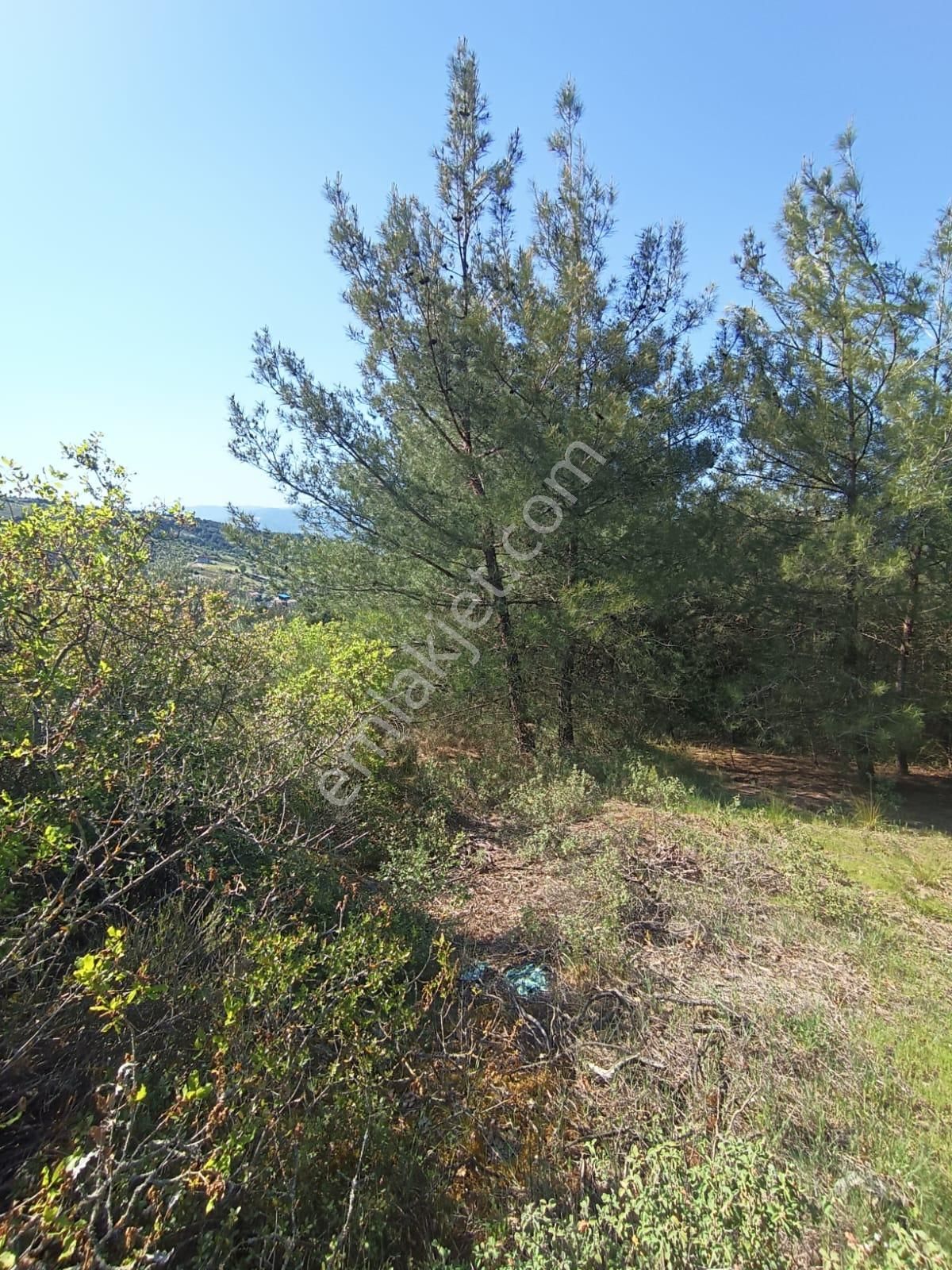 Sakarya-geyve-safibey De Yatırımlık Doğa Manzaralı Arazi - Görsel 3