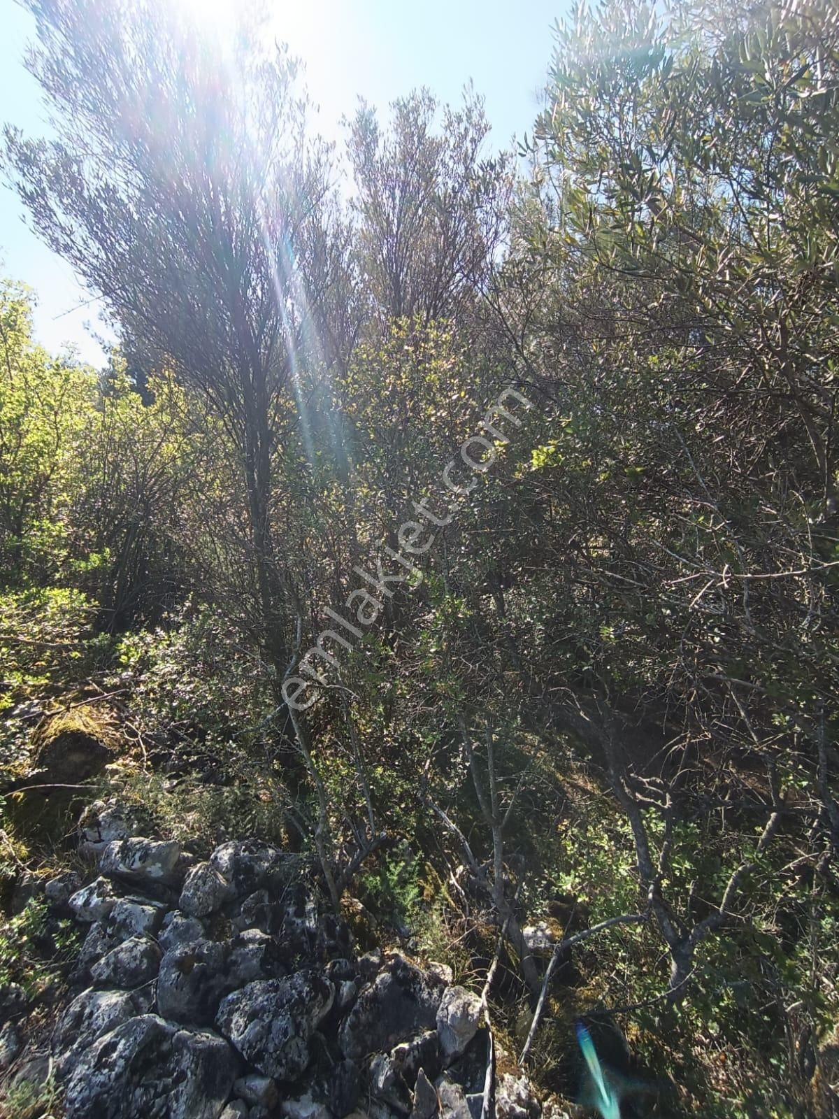 Sakarya-geyve-safibey De Yatırımlık Doğa Manzaralı Arazi - Görsel 6