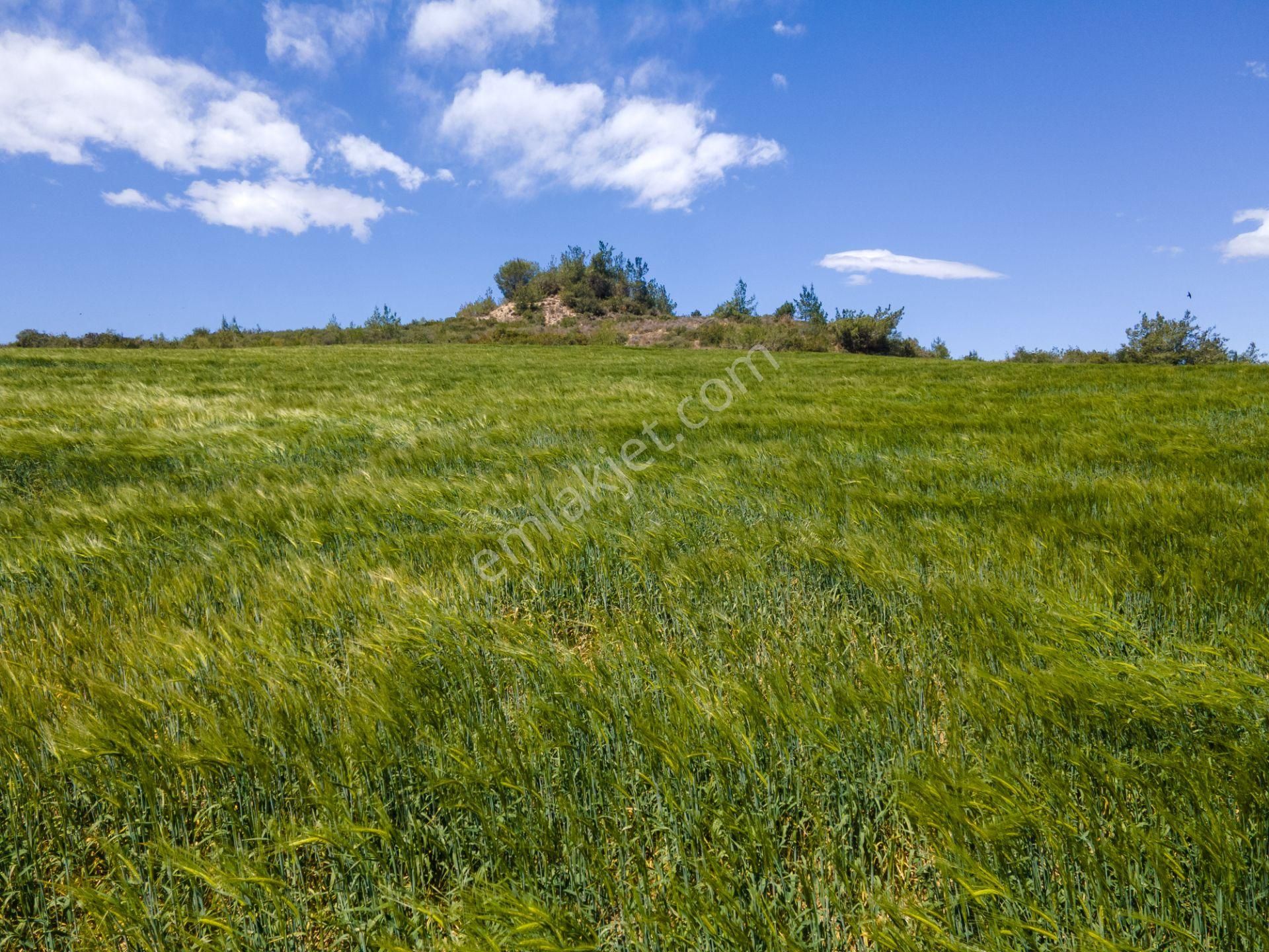 Adana Çukurova'da 46.628 M² Asfalt Kenarı Uygun Fiyatlı Arazi - Görsel 19