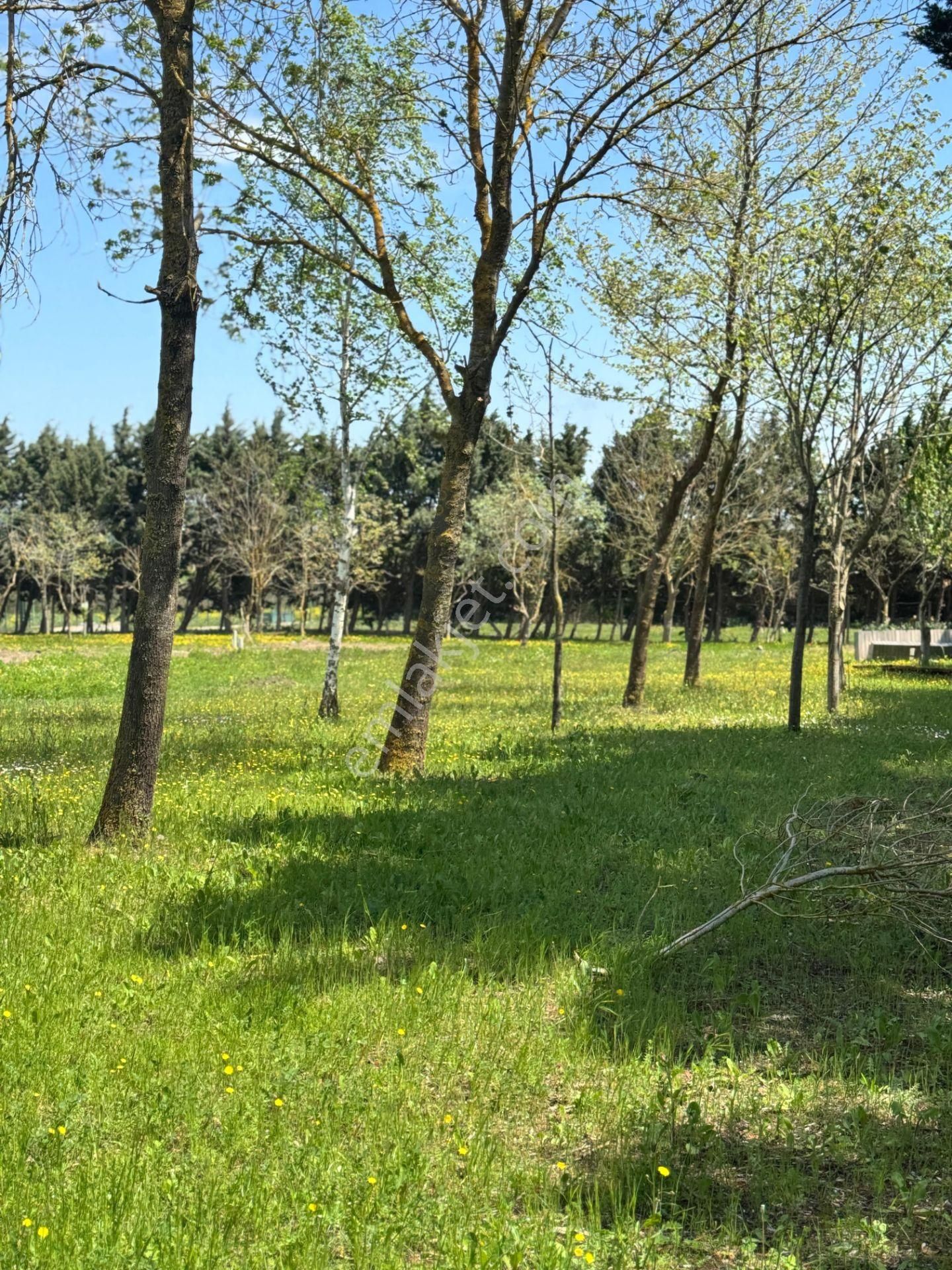 Yuşa'dan Doğanın Kalbinde 200 M² Müstakil Parseller !