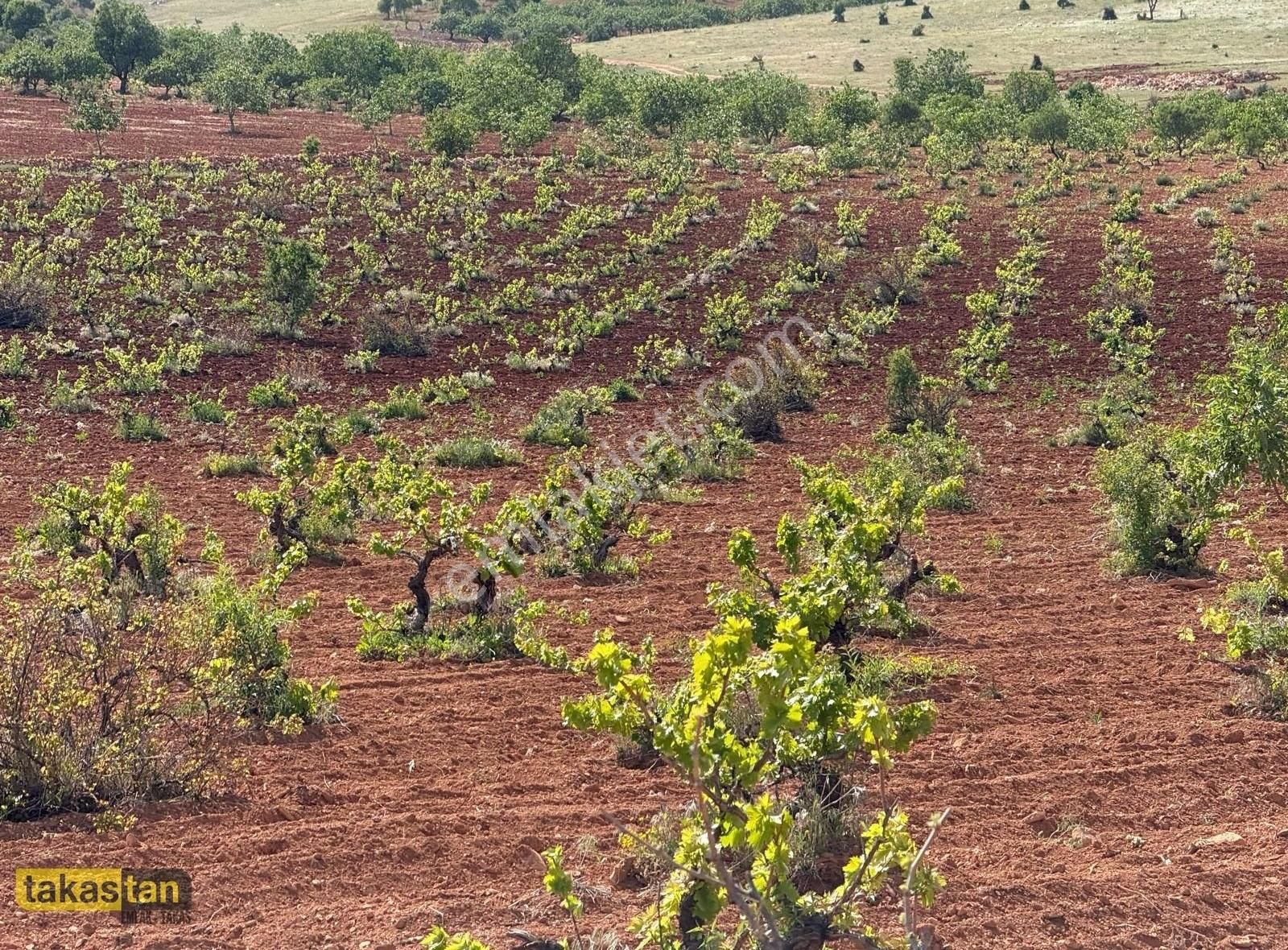 Suboğaz Sınırı Tek Tapu Resmi Yola Sıfır Şehre 10 Dk Ful Üzüm