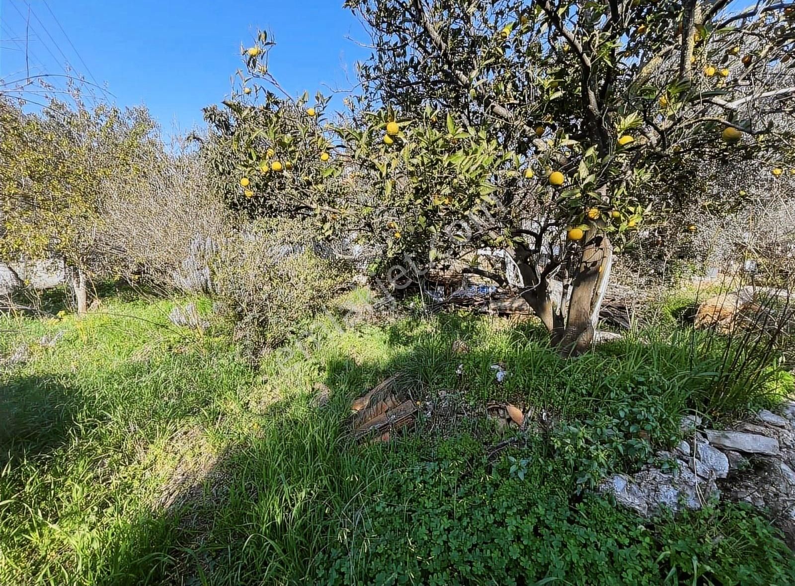 Muğla,ula,gökova'da Müstakil 600 M2. İçinde Köy Evi